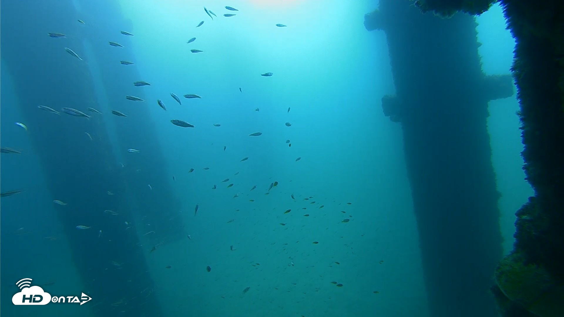 Snapshot of Scripps Pier Underwater Live Webcam taken Sep 25, 2026, 9:21am PDT