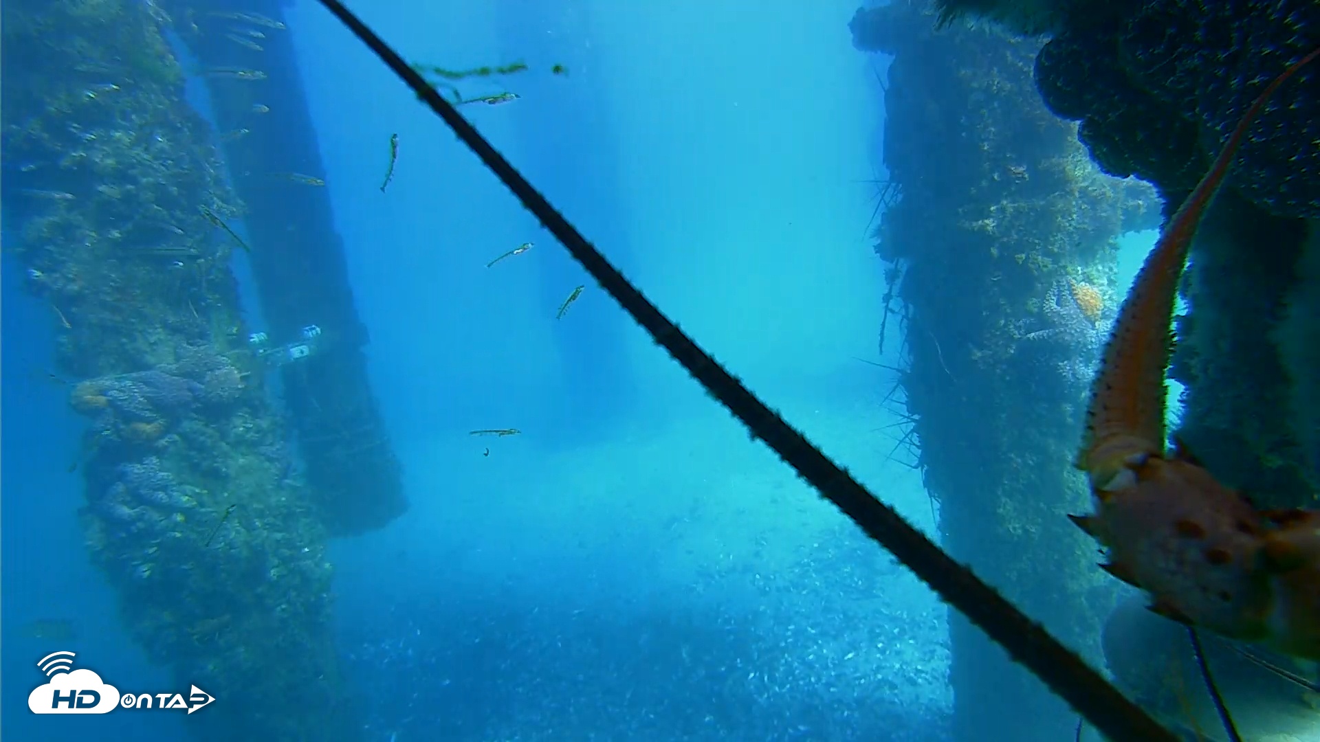 Snapshot of Scripps Pier Underwater Live Webcam taken Jan 27, 2026, 2:14pm PST