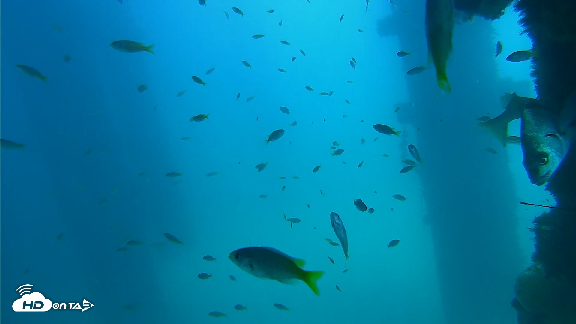 Snapshot of Scripps Pier Underwater Live Webcam taken Sep 16, 2026, 1:15pm PDT