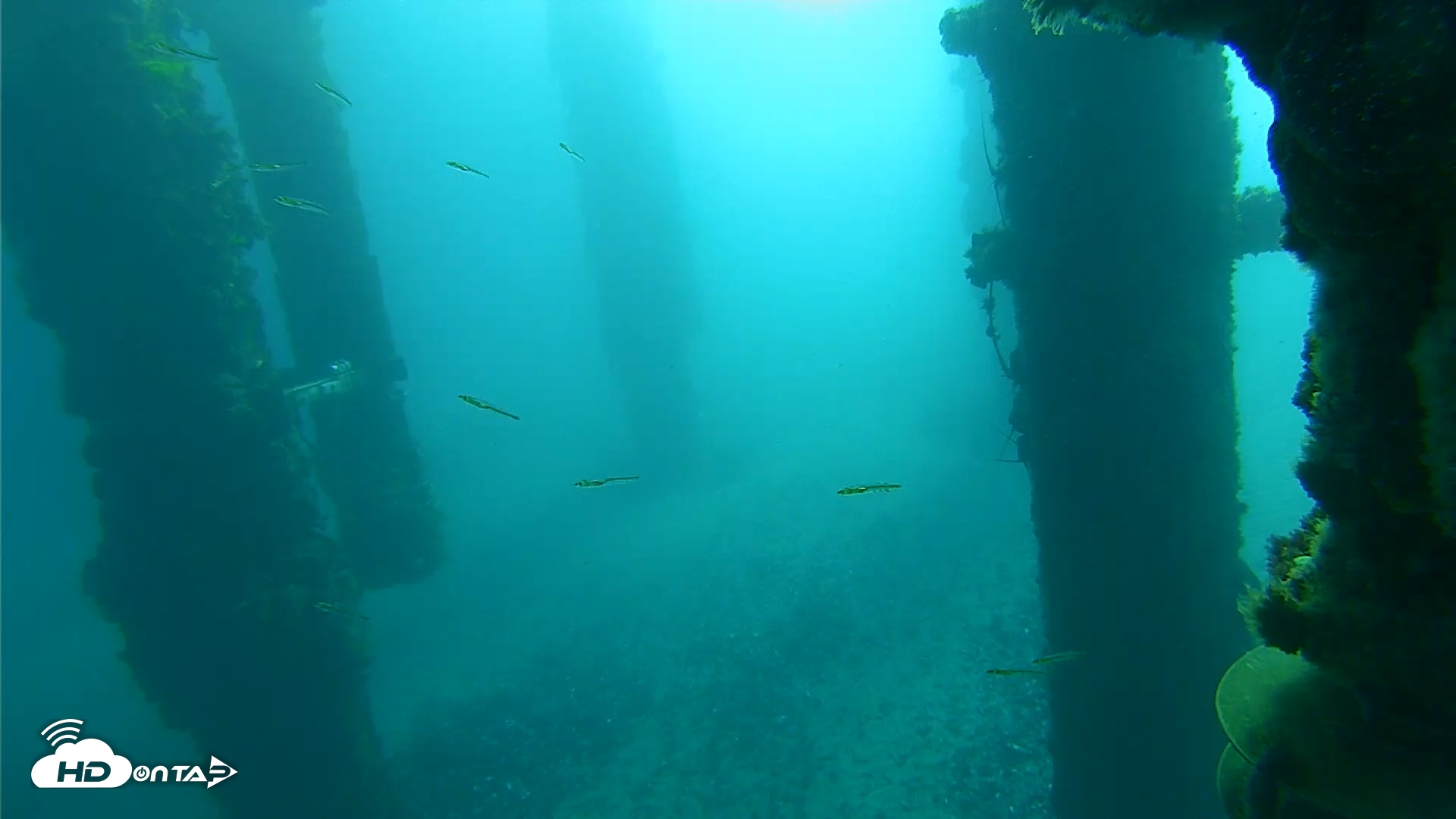 Snapshot of Scripps Pier Underwater Live Webcam taken Jan 31, 2026, 8:34am PST