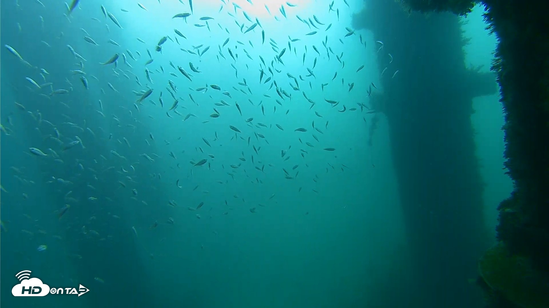 Snapshot of Scripps Pier Underwater Live Webcam taken Oct 2, 2026, 8:54am PDT