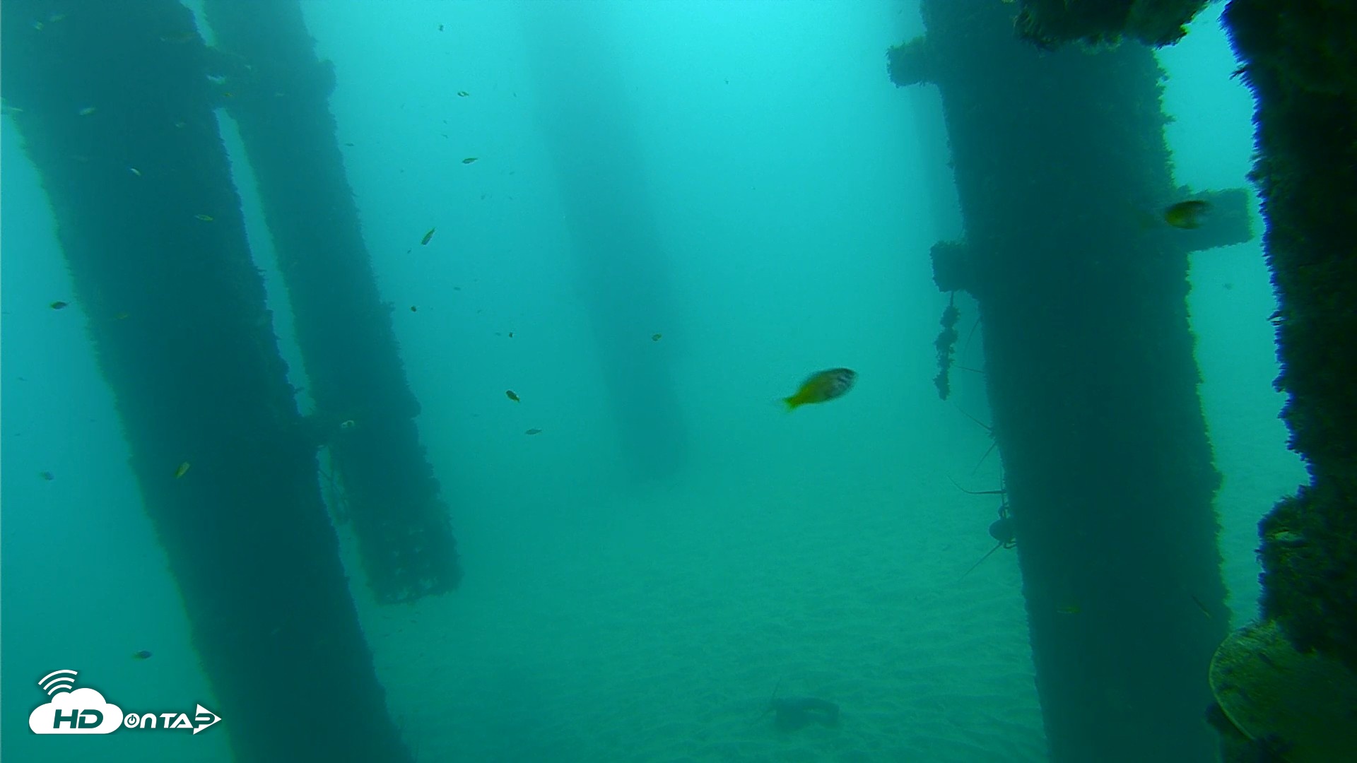 Snapshot of Scripps Pier Underwater Live Webcam taken Sep 17, 2026, 7:47am PDT