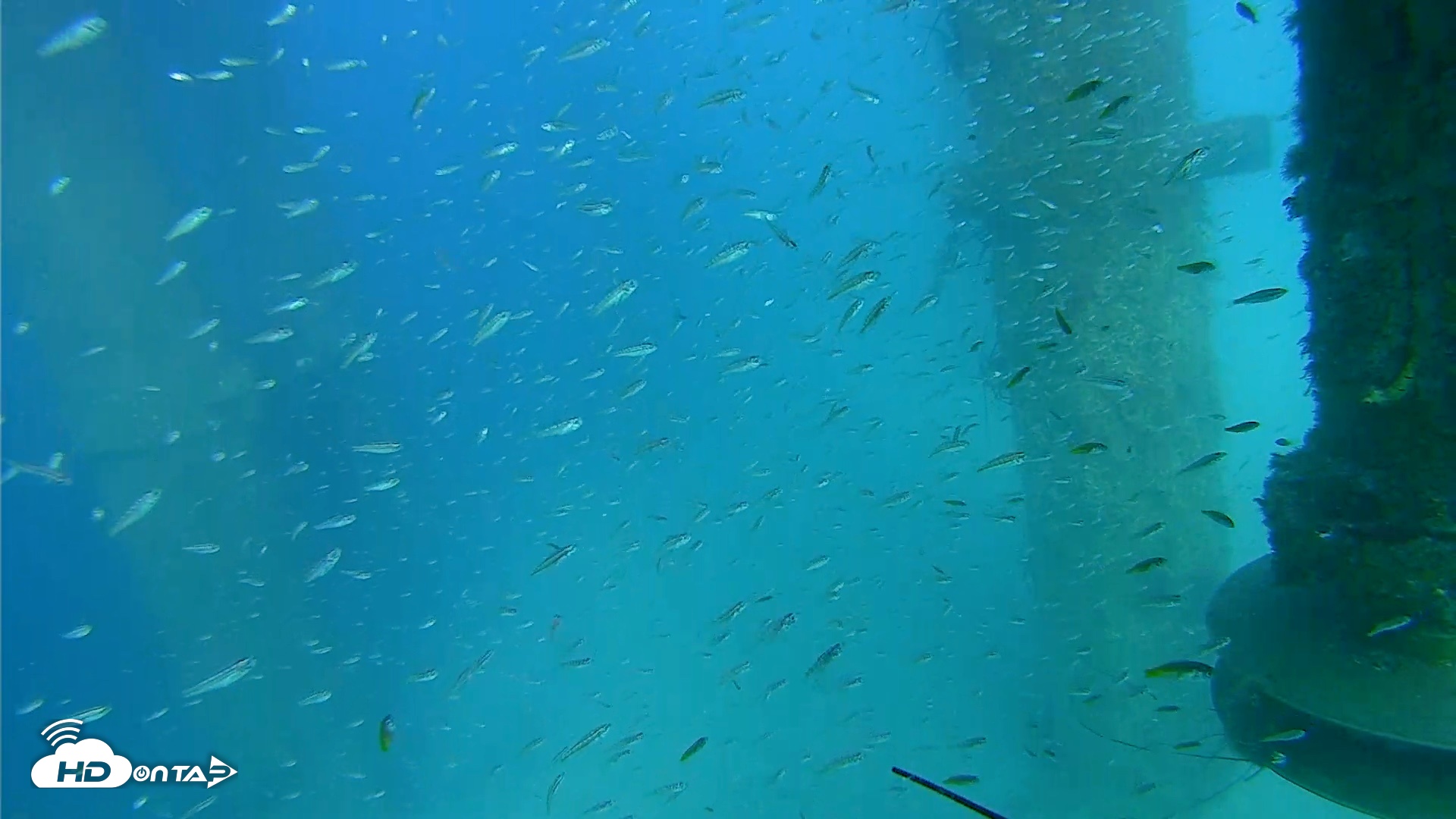 Snapshot of Scripps Pier Underwater Live Webcam taken Aug 7, 2026, 4:58pm PDT