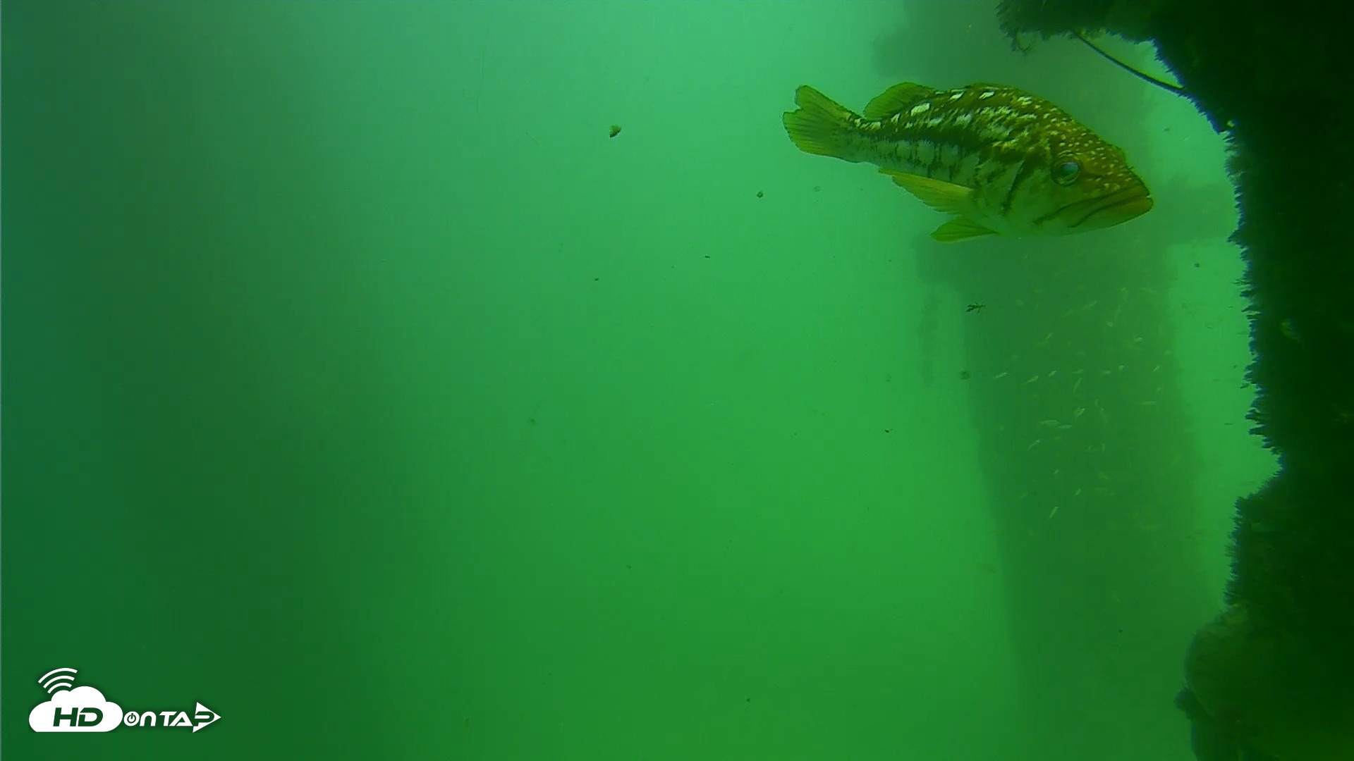 Snapshot of Scripps Pier Underwater Live Webcam taken Sep 18, 2026, 2:47pm PDT