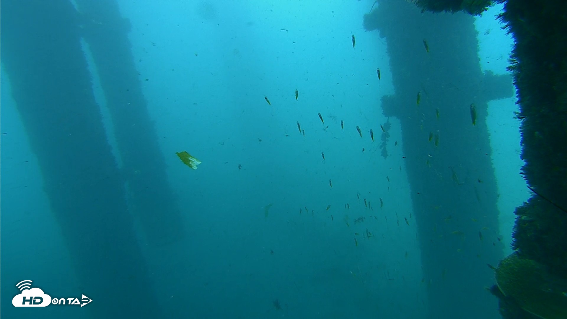Snapshot of Scripps Pier Underwater Live Webcam taken Oct 1, 2026, 9:01am PDT