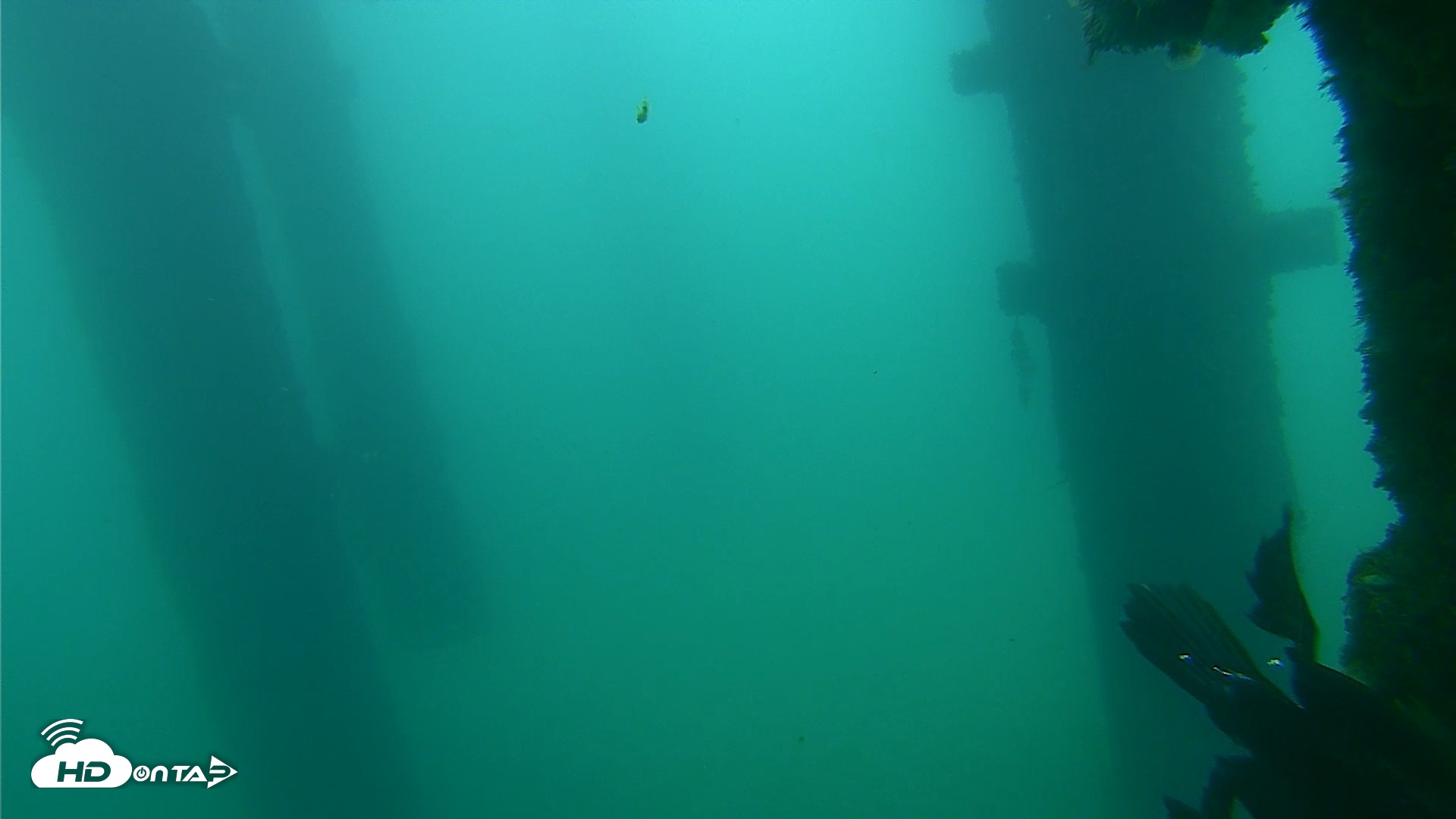 Snapshot of Scripps Pier Underwater Live Webcam taken Sep 18, 2026, 7:54am PDT