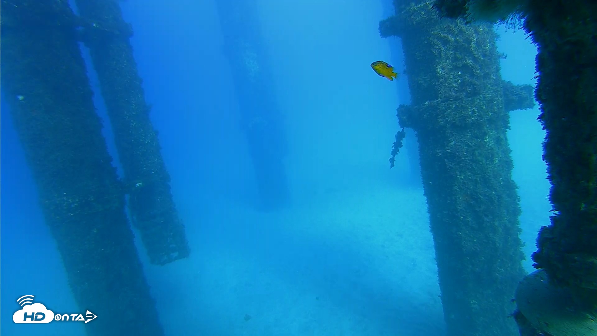 Snapshot of Scripps Pier Underwater Live Webcam taken Oct 19, 2026, 4:10pm PDT