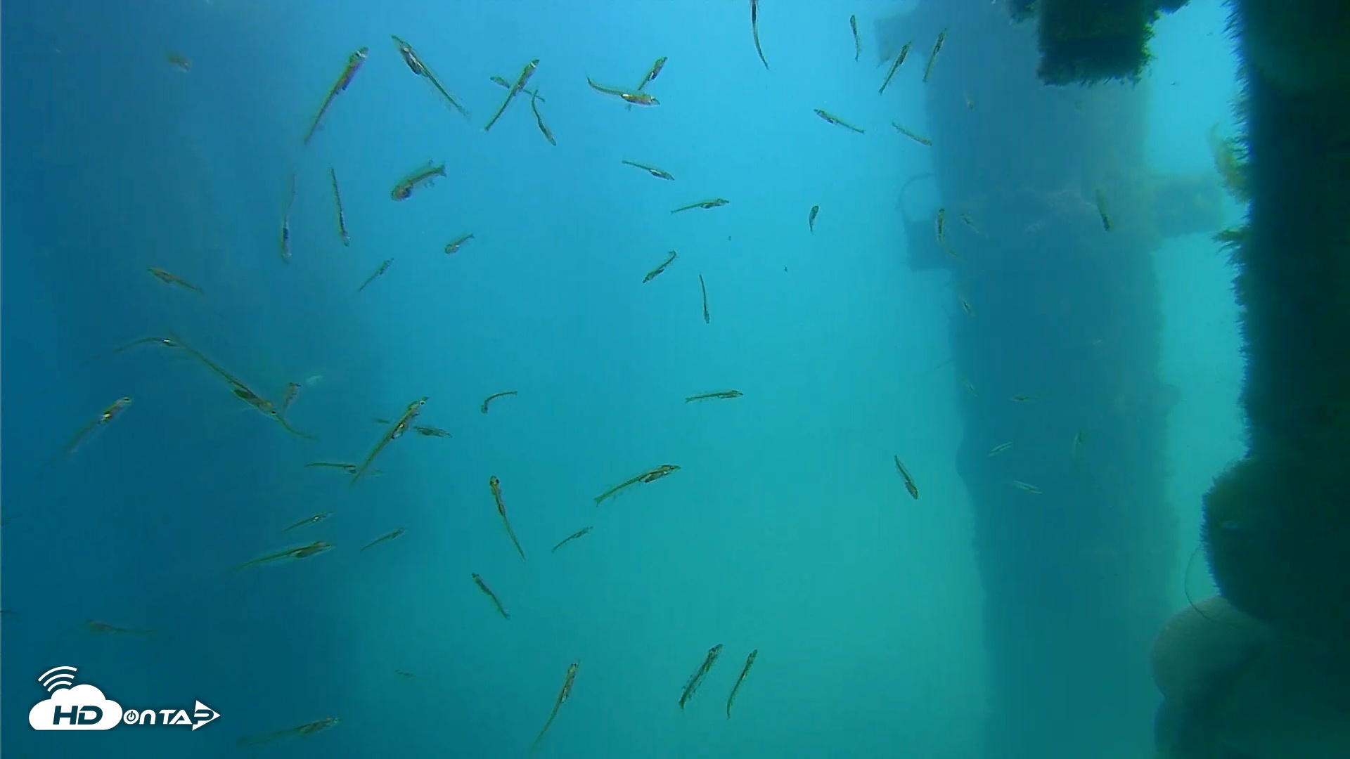 Snapshot of Scripps Pier Underwater Live Webcam taken Mar 28, 2026, 1:01pm PDT