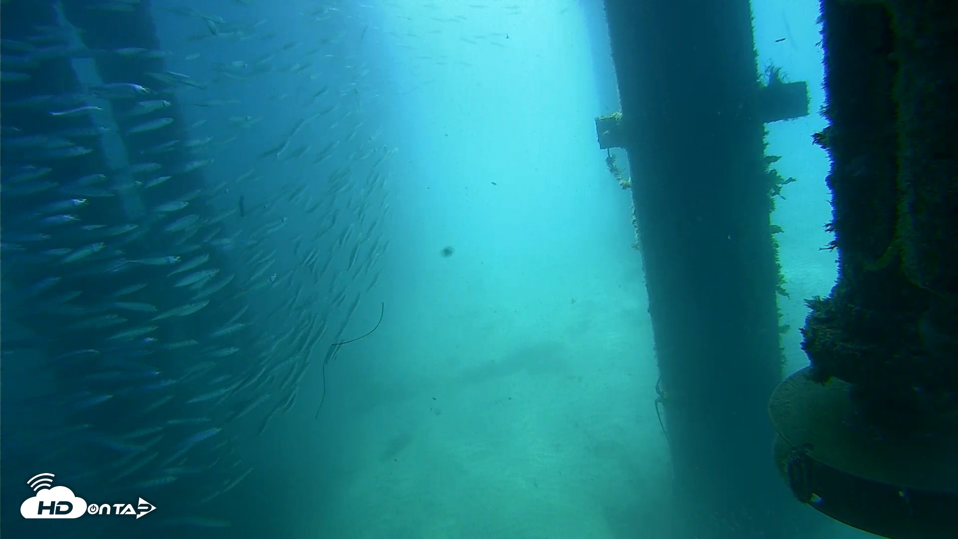 Snapshot of Scripps Pier Underwater Live Webcam taken Jul 30, 2026, 10:22am PDT