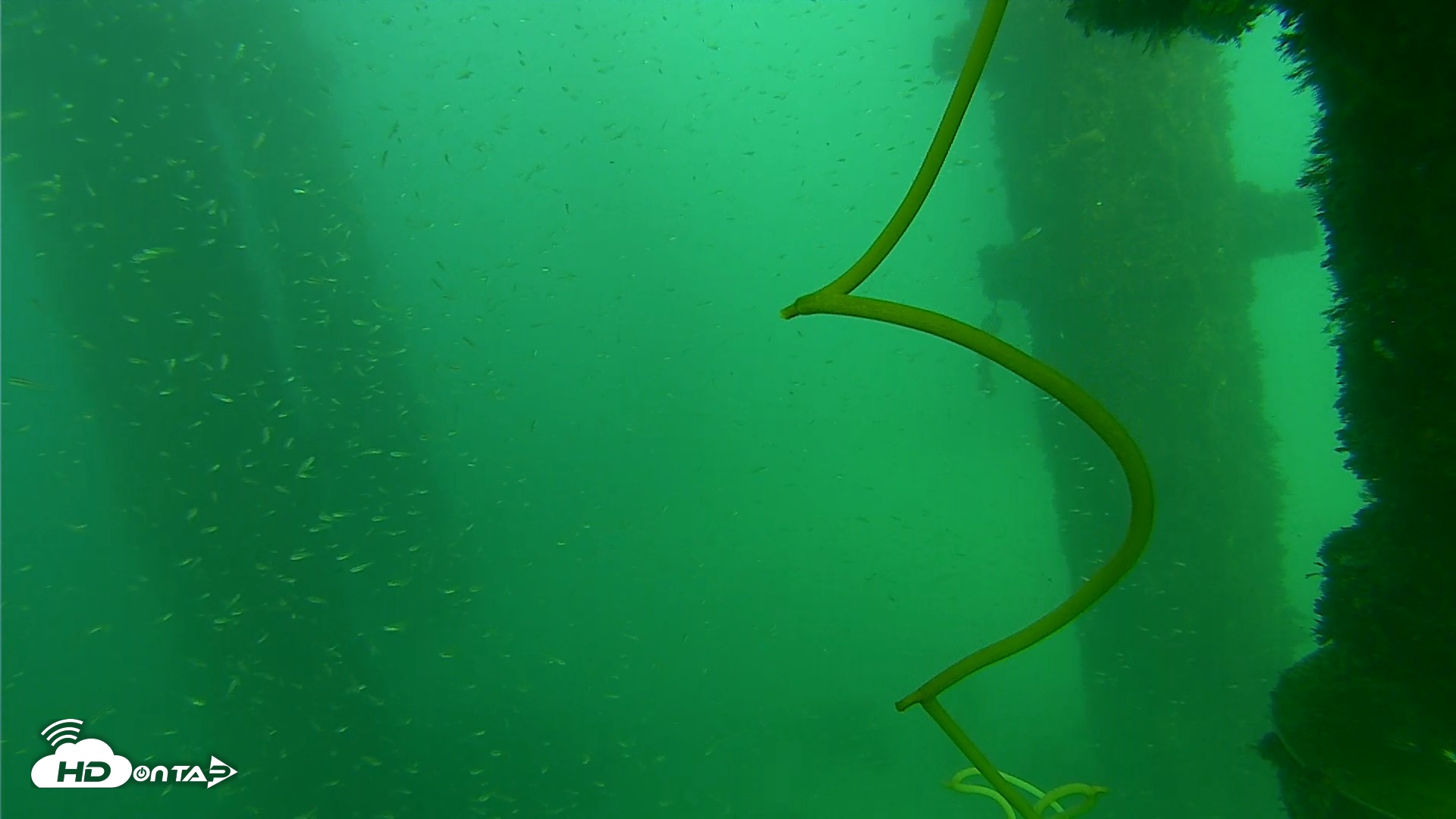 Snapshot of Scripps Pier Underwater Live Webcam taken Oct 1, 2026, 3:50pm PDT