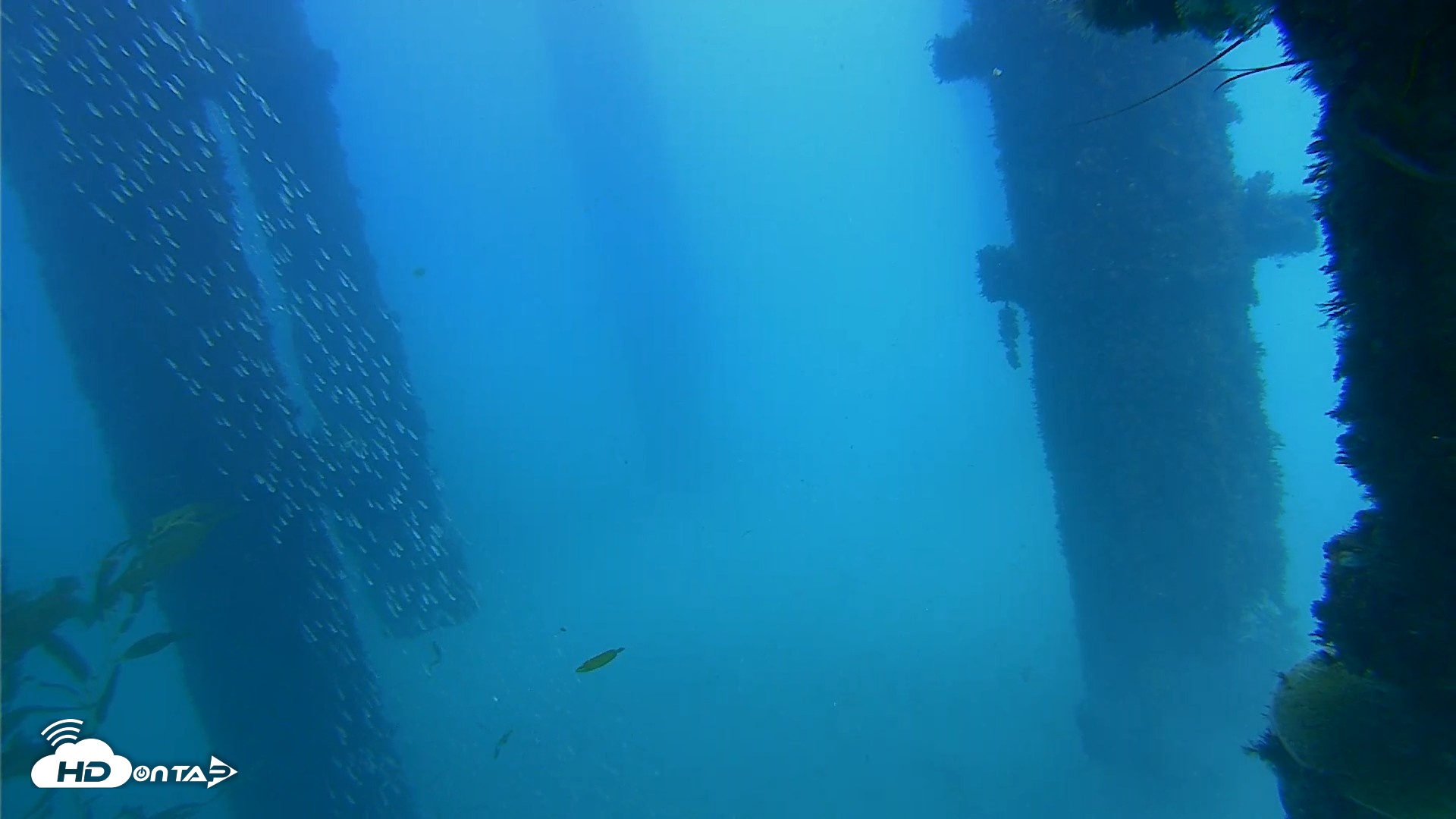 Snapshot of Scripps Pier Underwater Live Webcam taken Oct 7, 2026, 2:04pm PDT