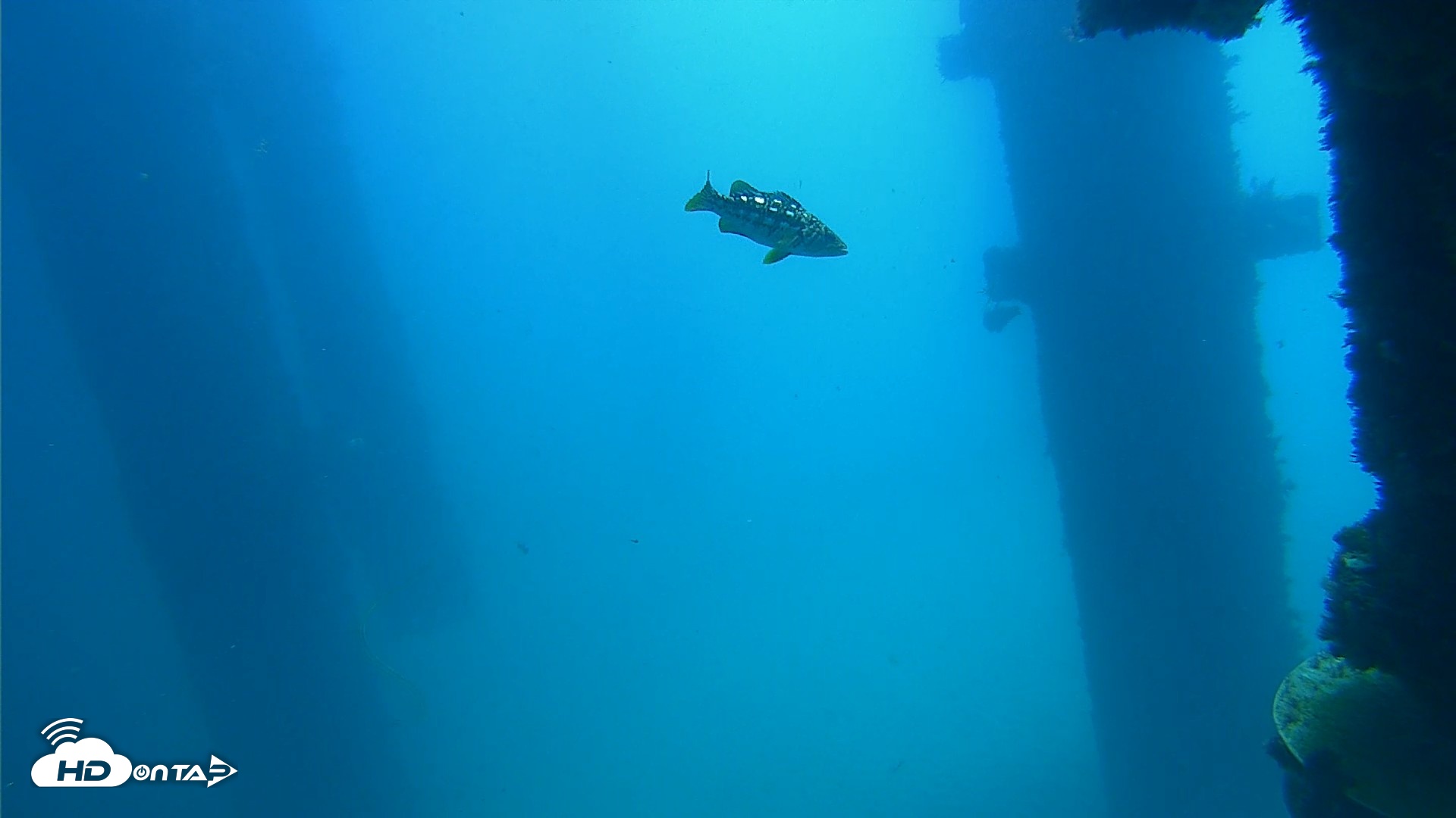 Snapshot of Scripps Pier Underwater Live Webcam taken Sep 19, 2026, 11:51am PDT