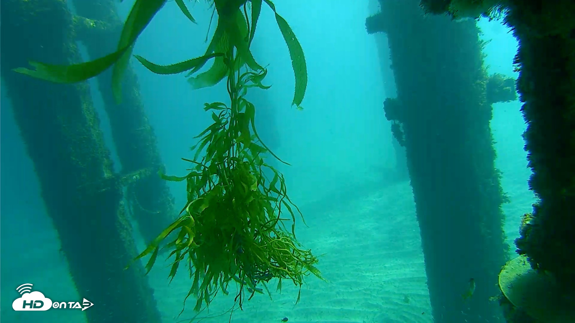 Snapshot of Scripps Pier Underwater Live Webcam taken Oct 17, 2026, 11:33am PDT