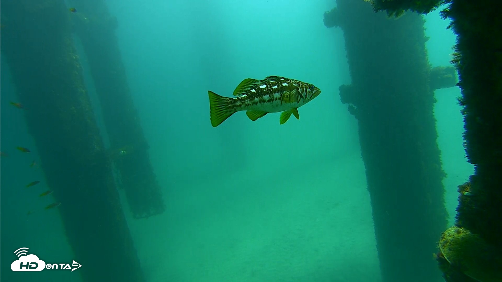 Snapshot of Scripps Pier Underwater Live Webcam taken Sep 26, 2026, 11:54am PDT