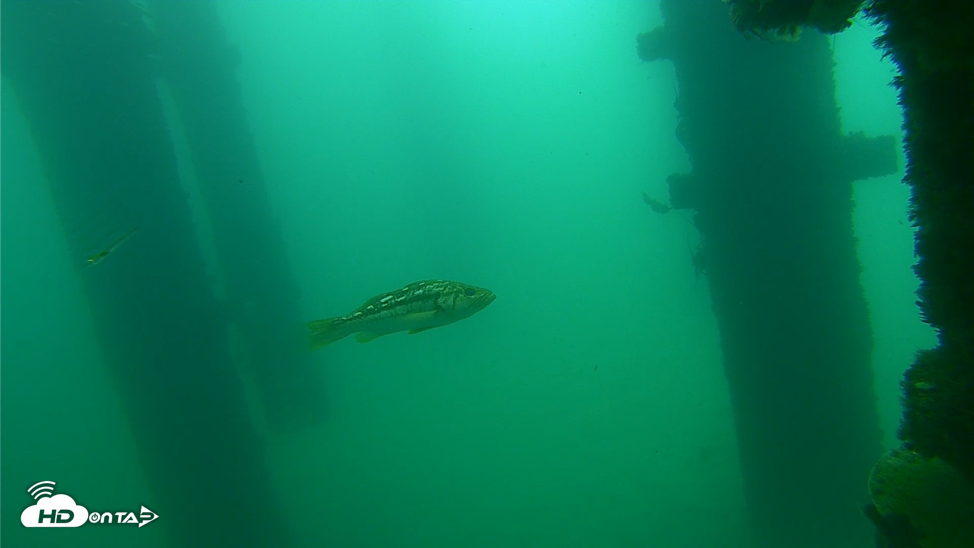 Snapshot of Scripps Pier Underwater Live Webcam taken Sep 17, 2026, 10:22am PDT