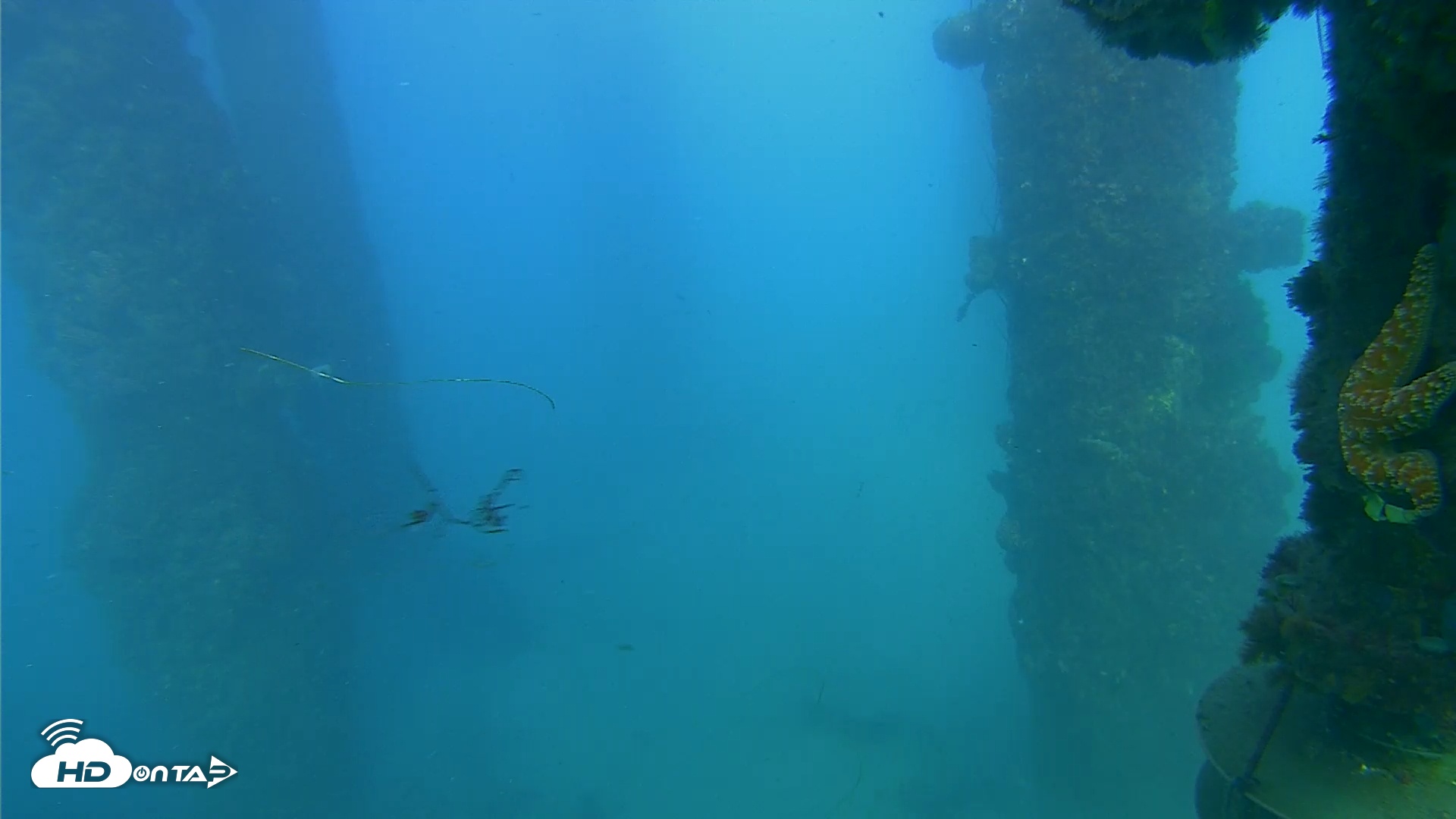 Snapshot of Scripps Pier Underwater Live Webcam taken Sep 27, 2025, 5:30pm PDT