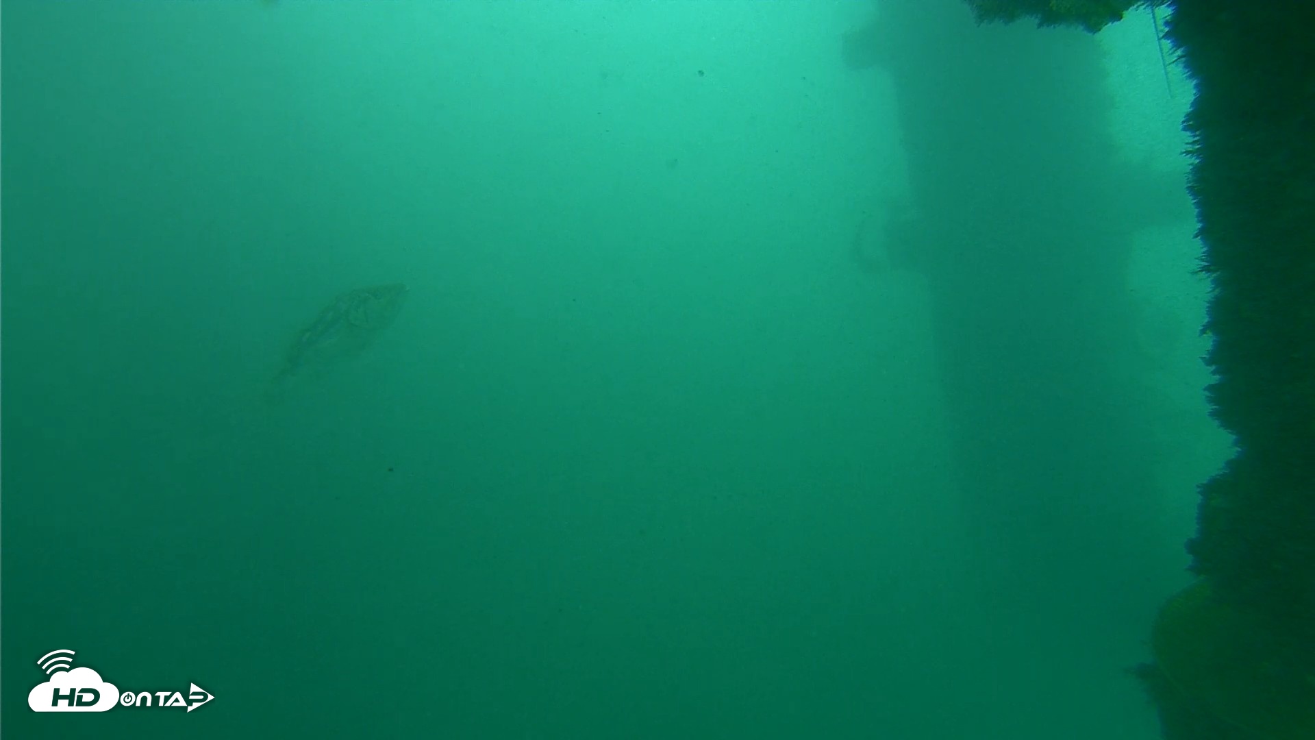 Snapshot of Scripps Pier Underwater Live Webcam taken Oct 11, 2026, 11:52am PDT