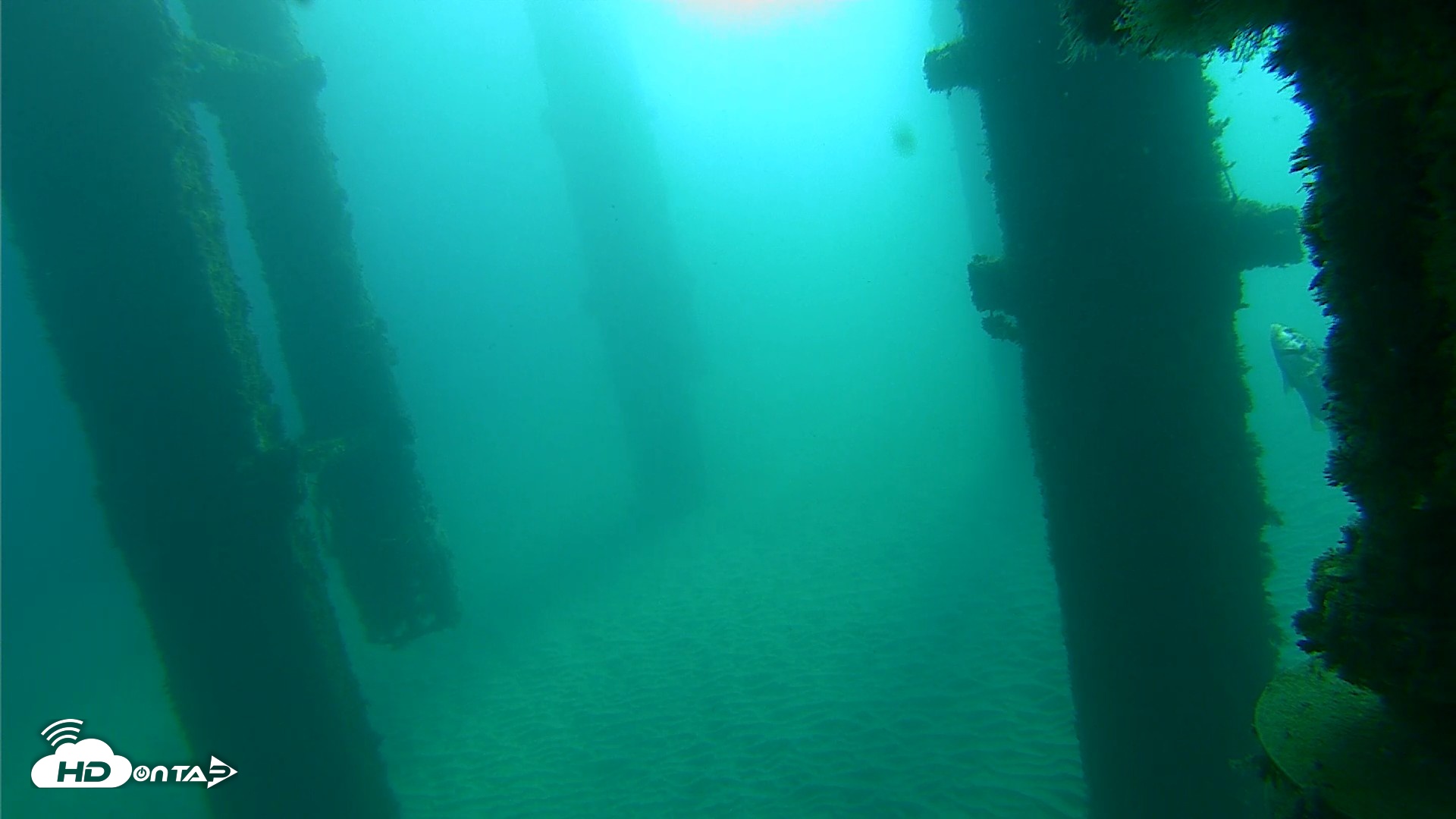 Snapshot of Scripps Pier Underwater Live Webcam taken Oct 20, 2026, 9:03am PDT