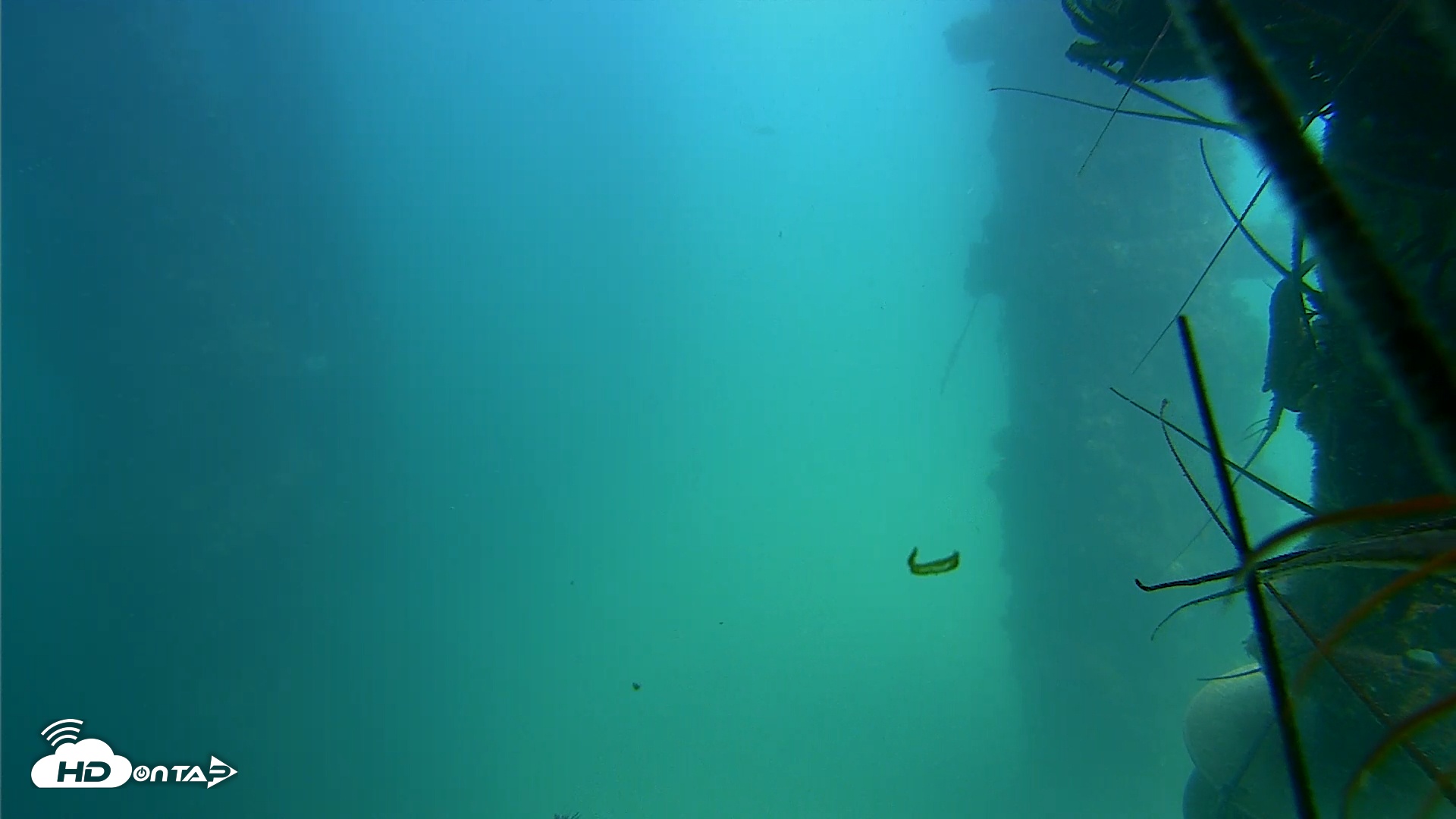 Snapshot of Scripps Pier Underwater Live Webcam taken Aug 20, 2025, 1:44pm PDT