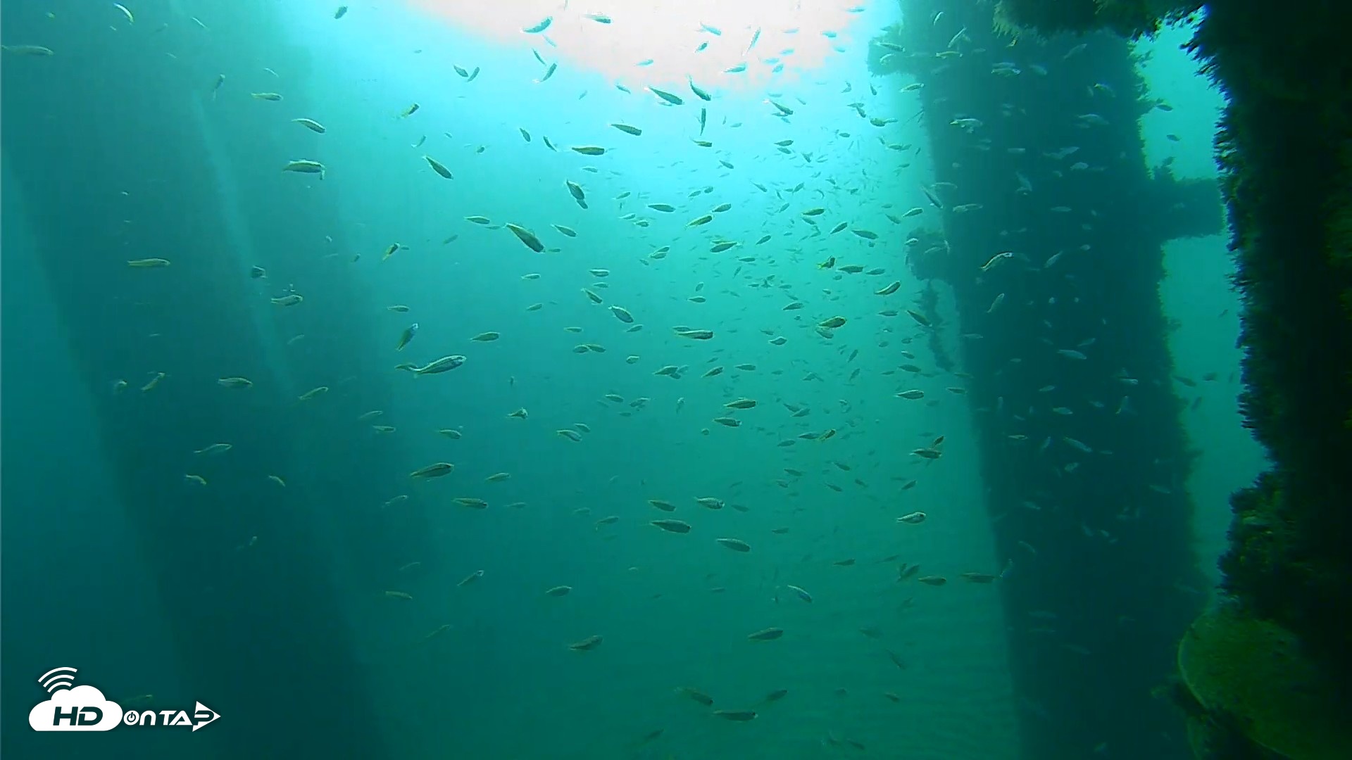 Snapshot of Scripps Pier Underwater Live Webcam taken Oct 6, 2026, 8:12am PDT