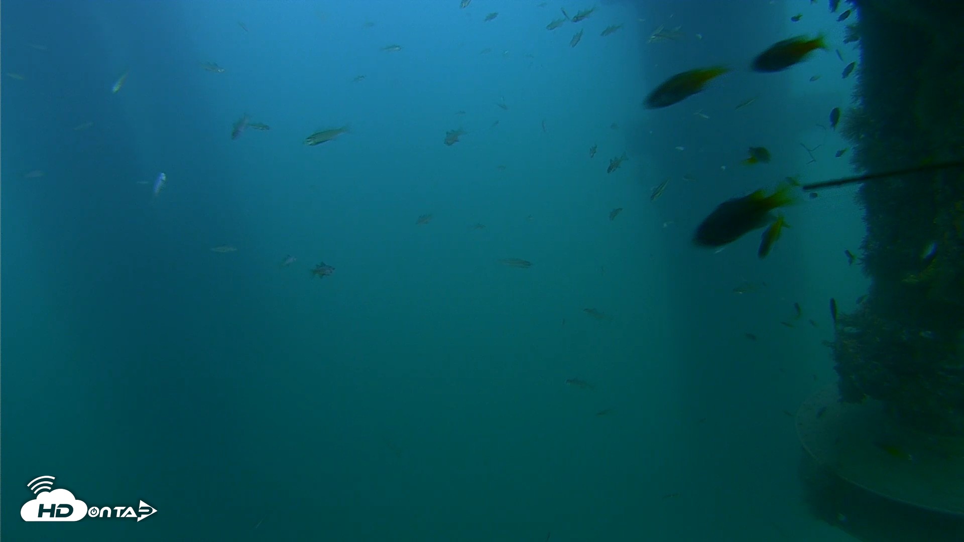Snapshot of Scripps Pier Underwater Live Webcam taken Aug 16, 2026, 7:22pm PDT