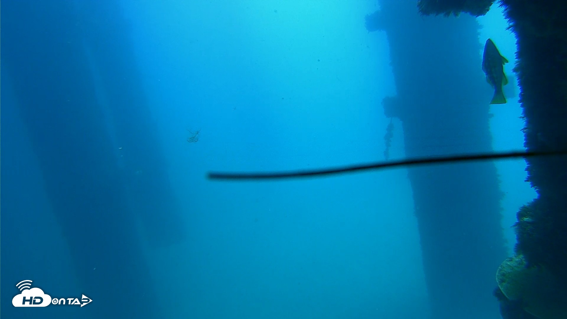 Snapshot of Scripps Pier Underwater Live Webcam taken Sep 19, 2026, 11:51am PDT
