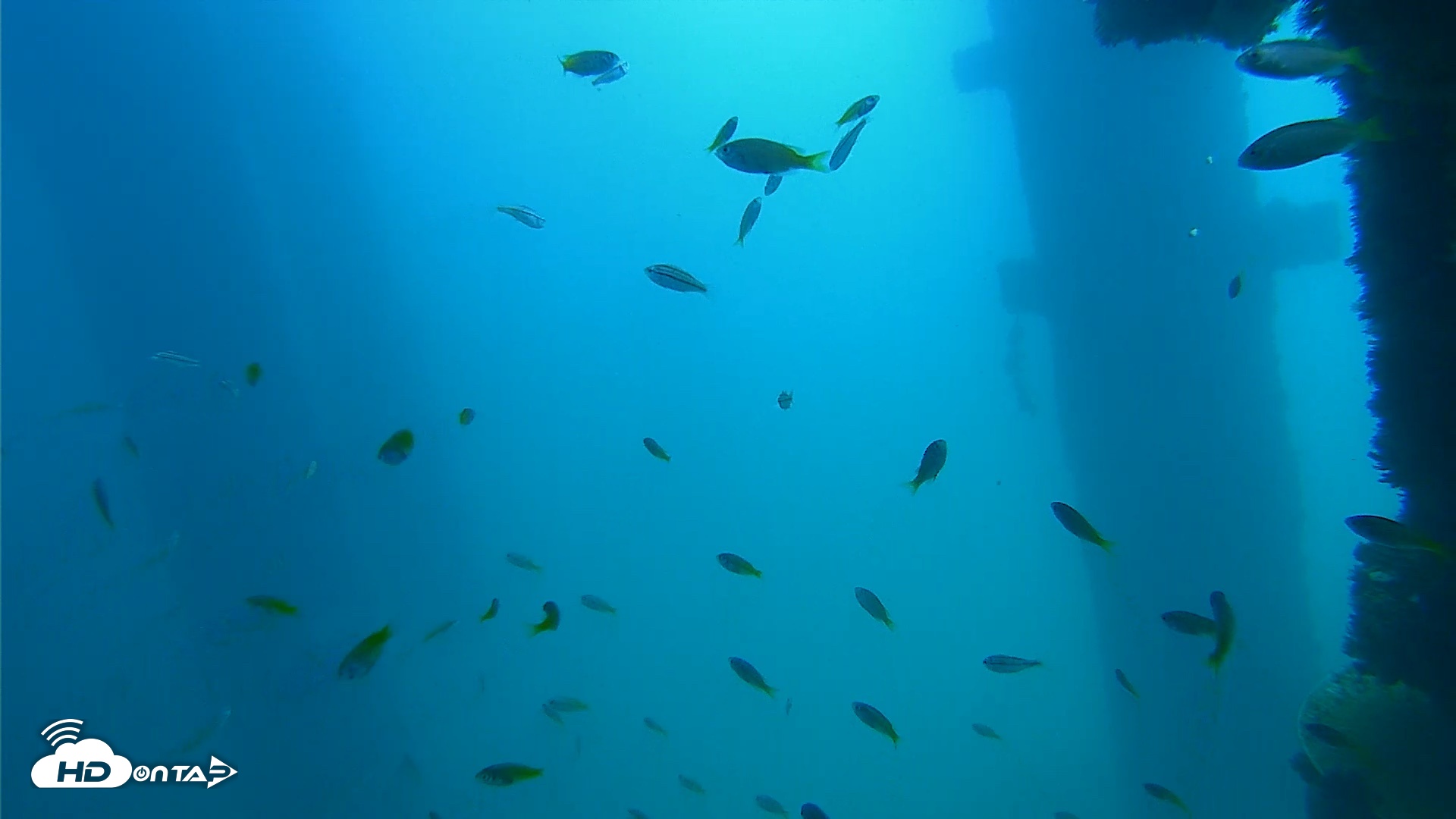 Snapshot of Scripps Pier Underwater Live Webcam taken Sep 15, 2026, 12:01pm PDT