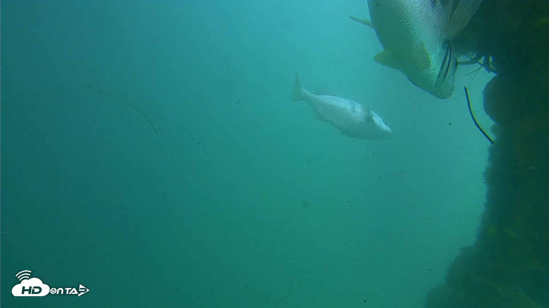 Snapshot of Scripps Pier Underwater Live Webcam taken Jun 21, 2025, 3:10pm PDT