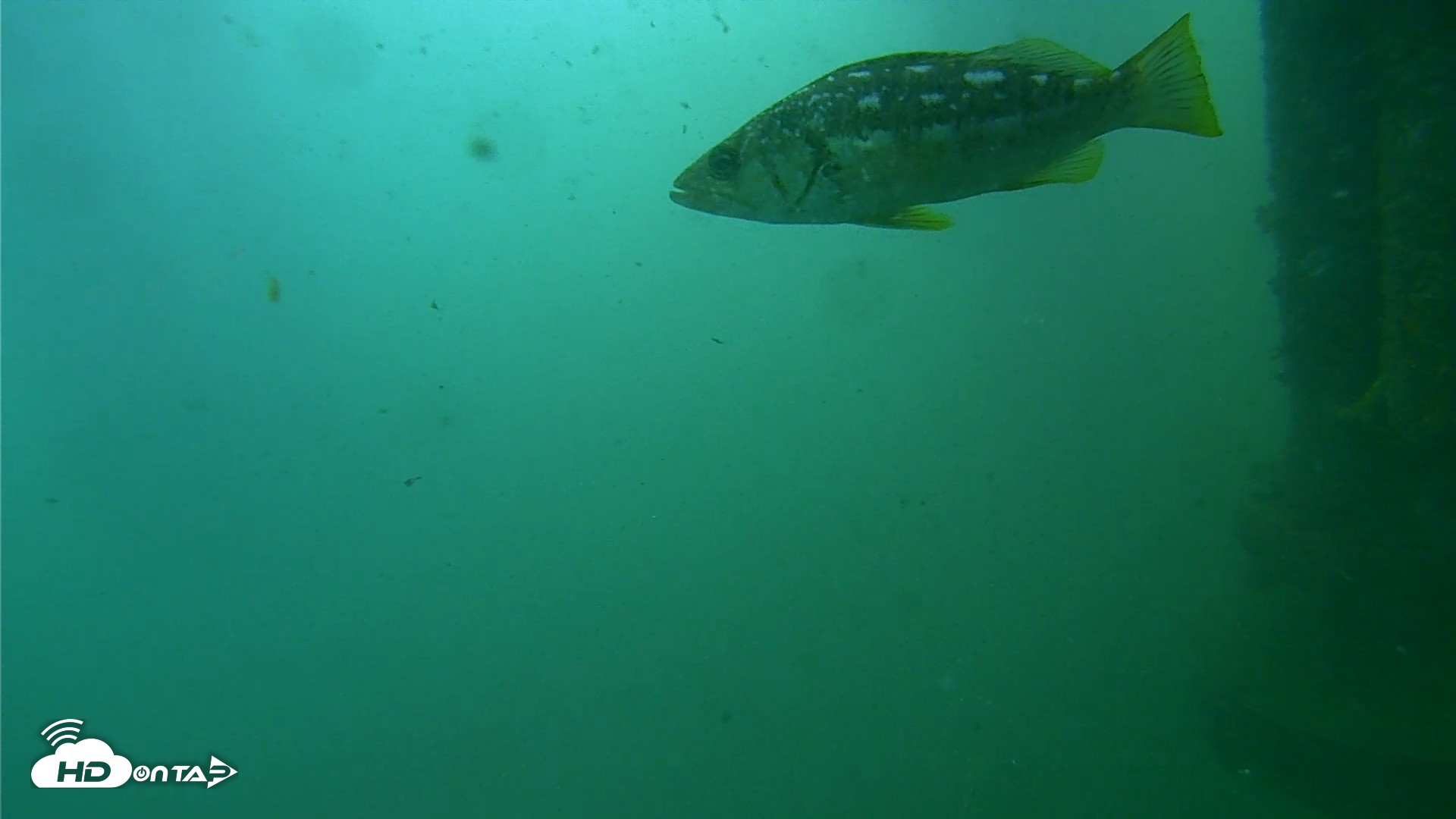 Snapshot of Scripps Pier Underwater Live Webcam taken Jul 27, 2026, 9:35am PDT