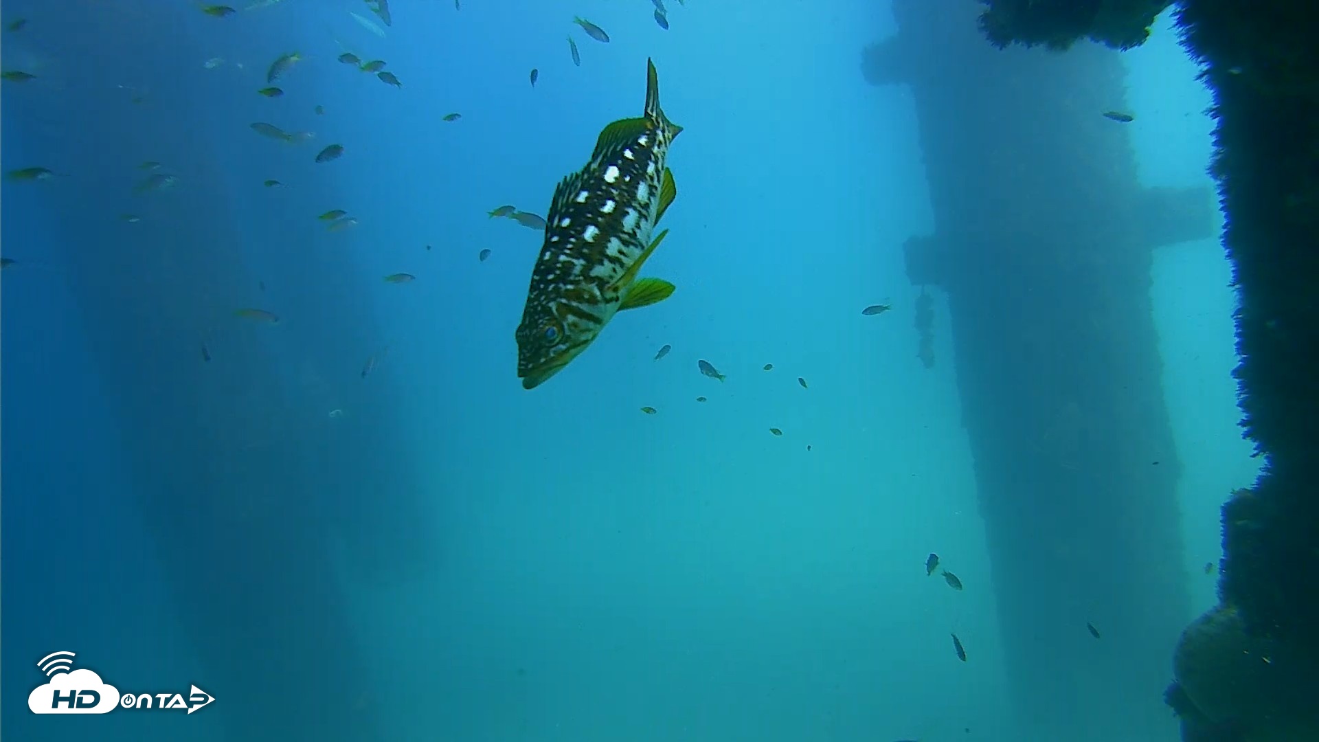 Snapshot of Scripps Pier Underwater Live Webcam taken Sep 18, 2026, 2:15pm PDT