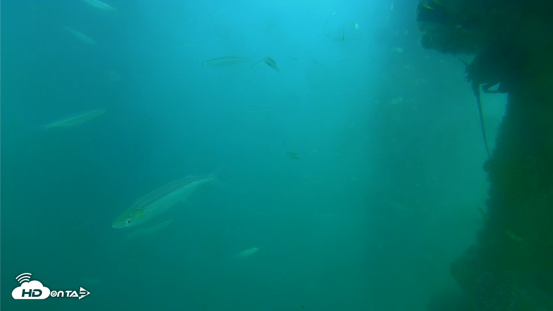 Snapshot of Scripps Pier Underwater Live Webcam taken Jun 24, 2025, 6:22pm PDT