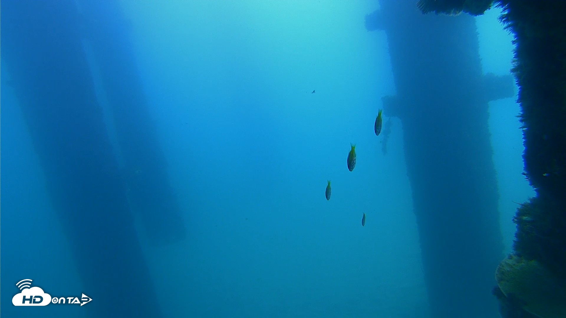 Snapshot of Scripps Pier Underwater Live Webcam taken Sep 21, 2026, 11:28am PDT