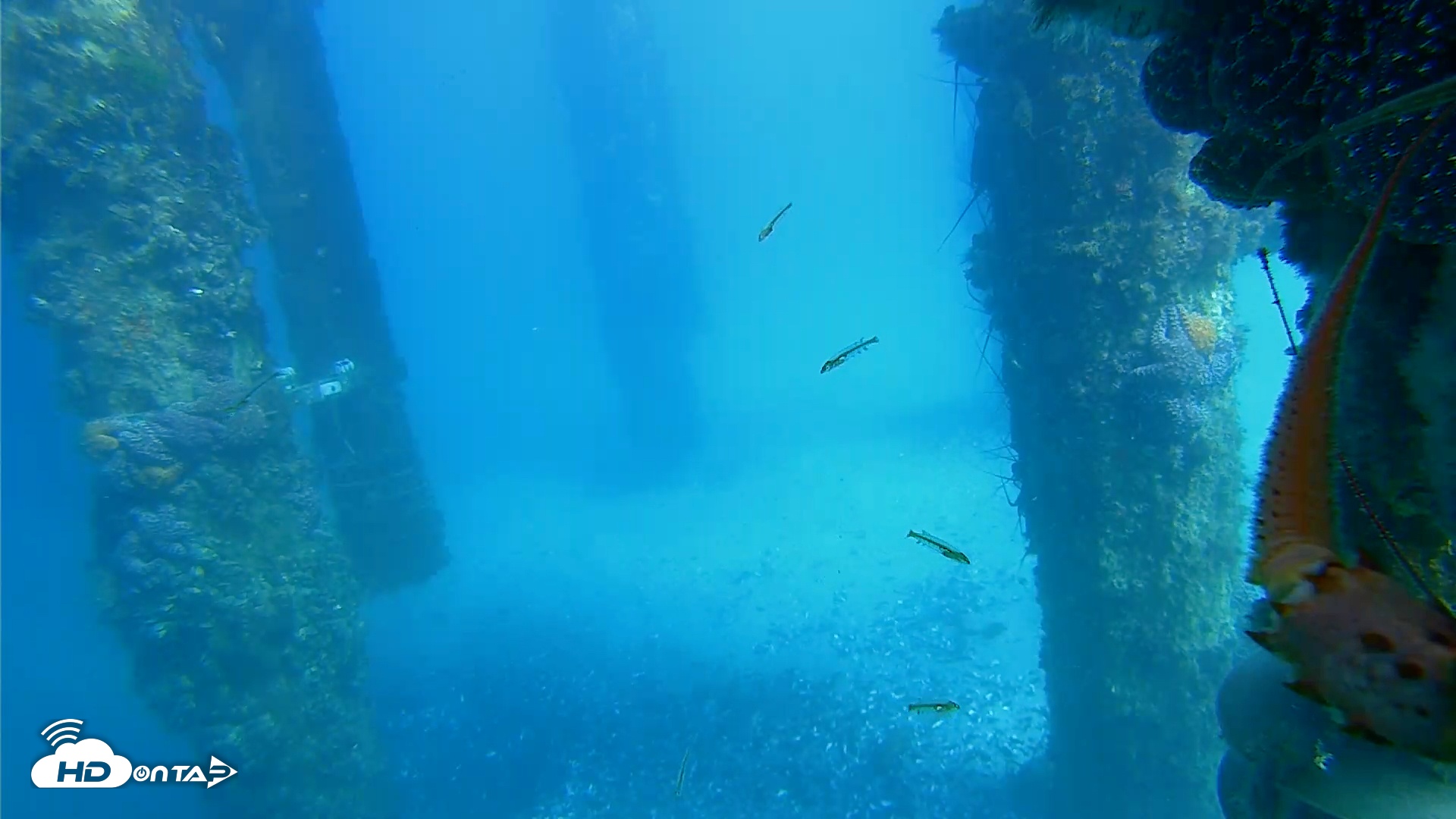 Snapshot of Scripps Pier Underwater Live Webcam taken Jan 27, 2026, 2:28pm PST