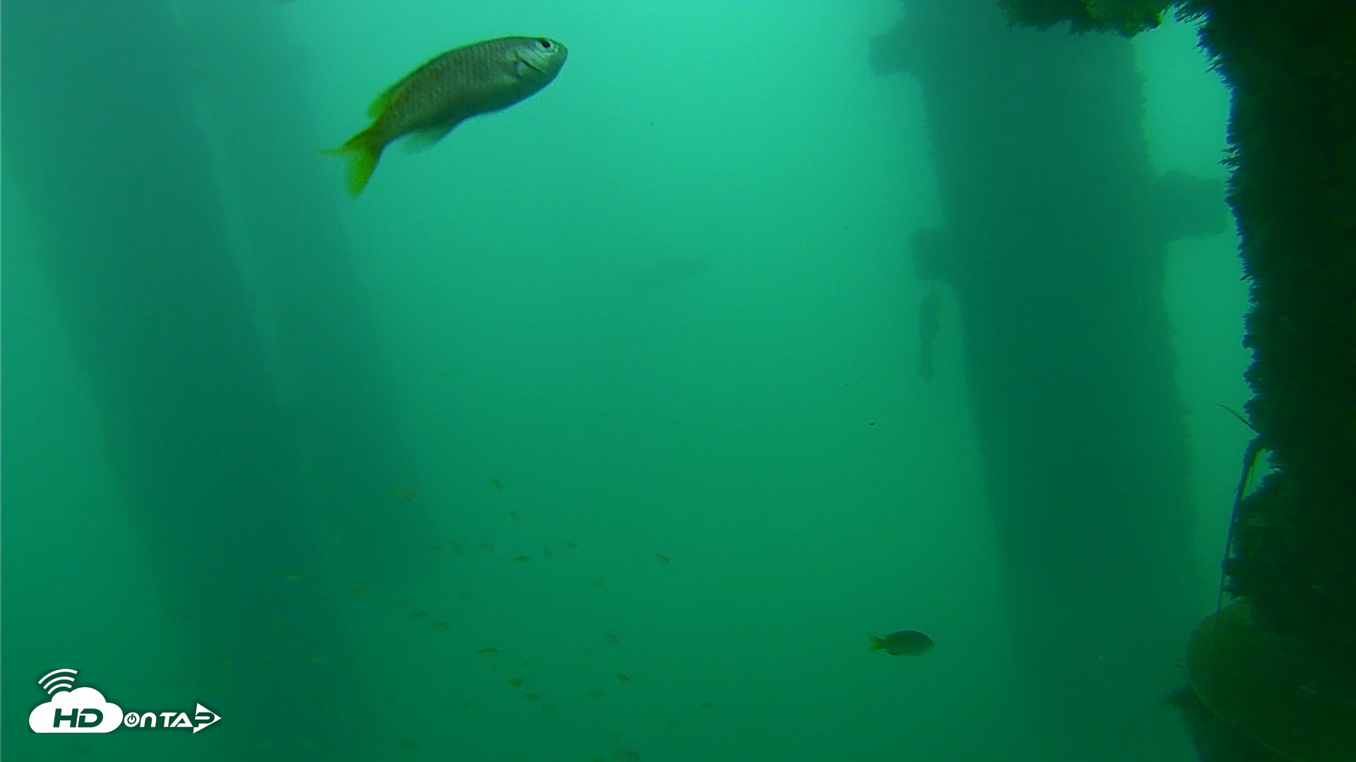Snapshot of Scripps Pier Underwater Live Webcam taken Oct 10, 2026, 2:46pm PDT