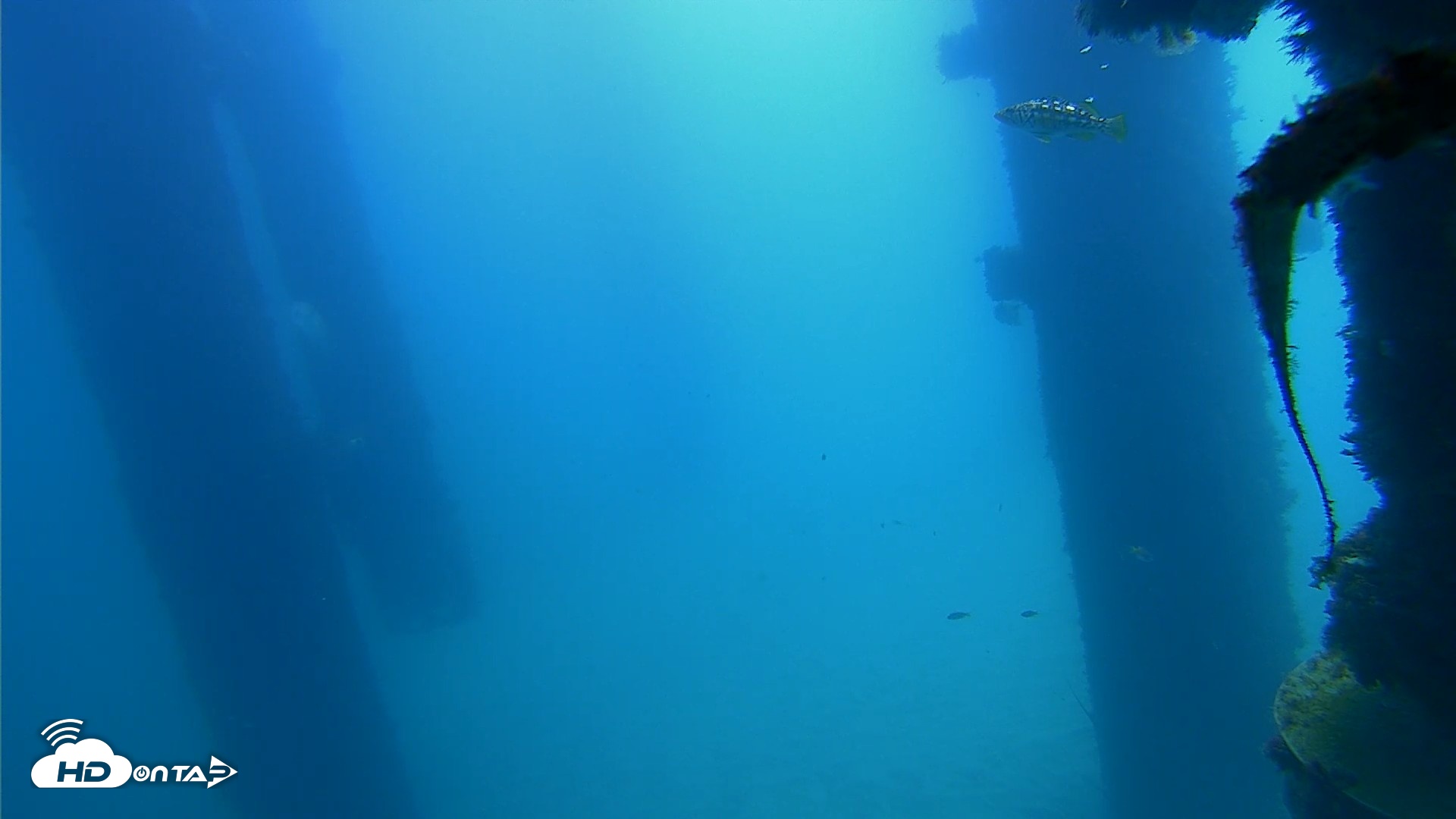 Snapshot of Scripps Pier Underwater Live Webcam taken Sep 21, 2026, 11:19am PDT