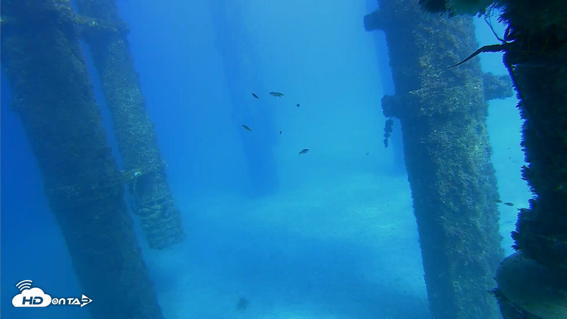 Snapshot of Scripps Pier Underwater Live Webcam taken Oct 16, 2026, 3:16pm PDT