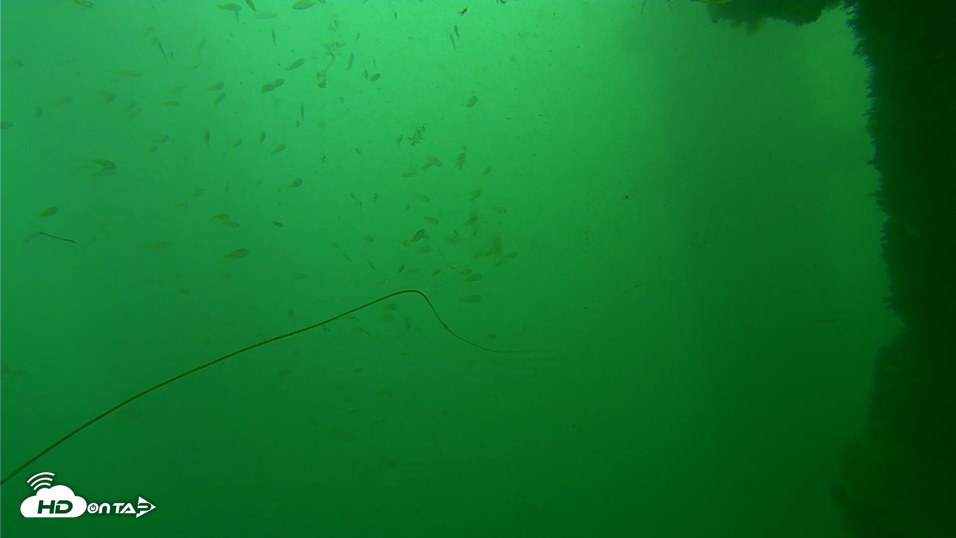 Snapshot of Scripps Pier Underwater Live Webcam taken Sep 24, 2026, 9:50am PDT