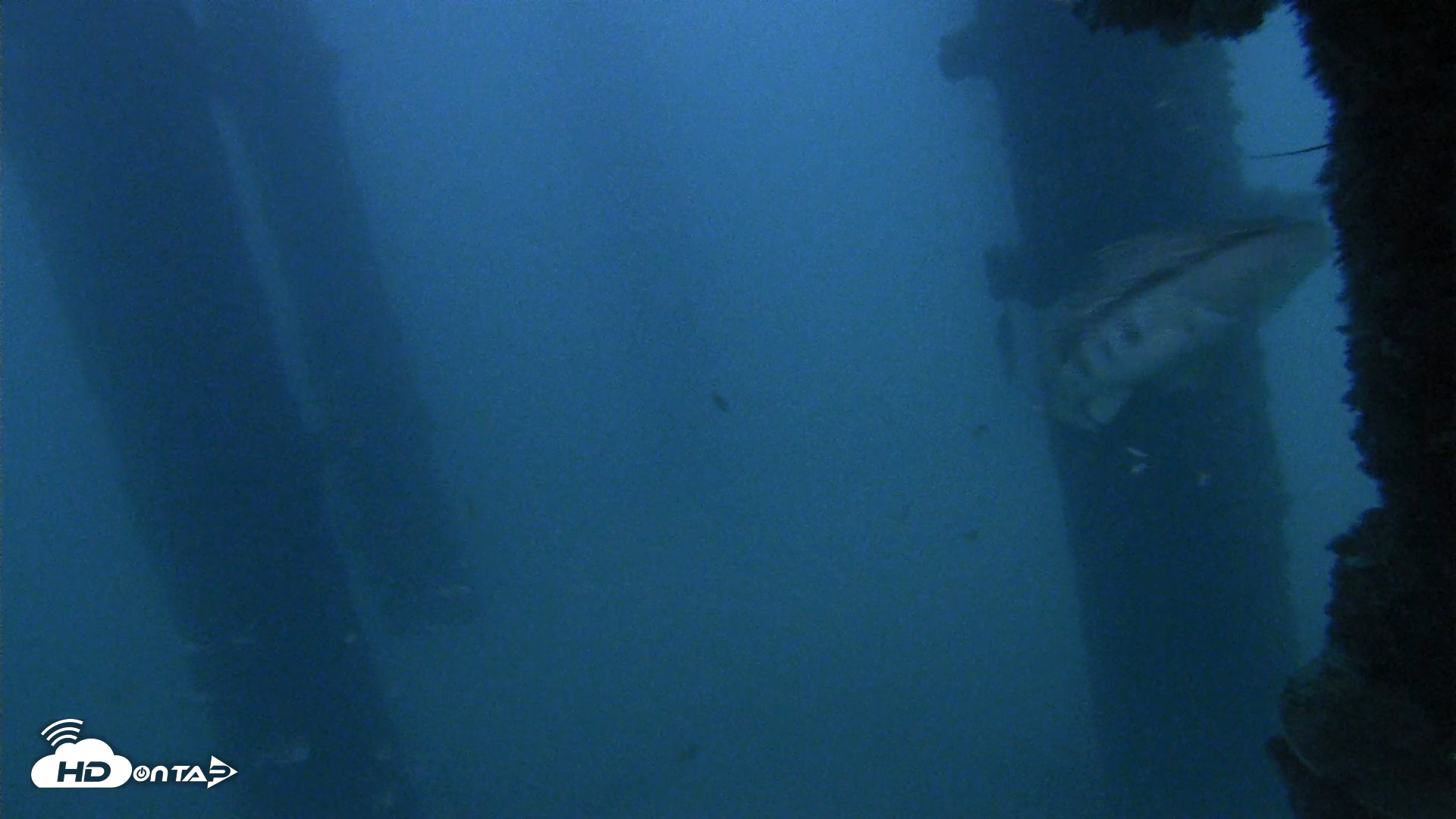 Snapshot of Scripps Pier Underwater Live Webcam taken Sep 26, 2026, 6:51pm PDT