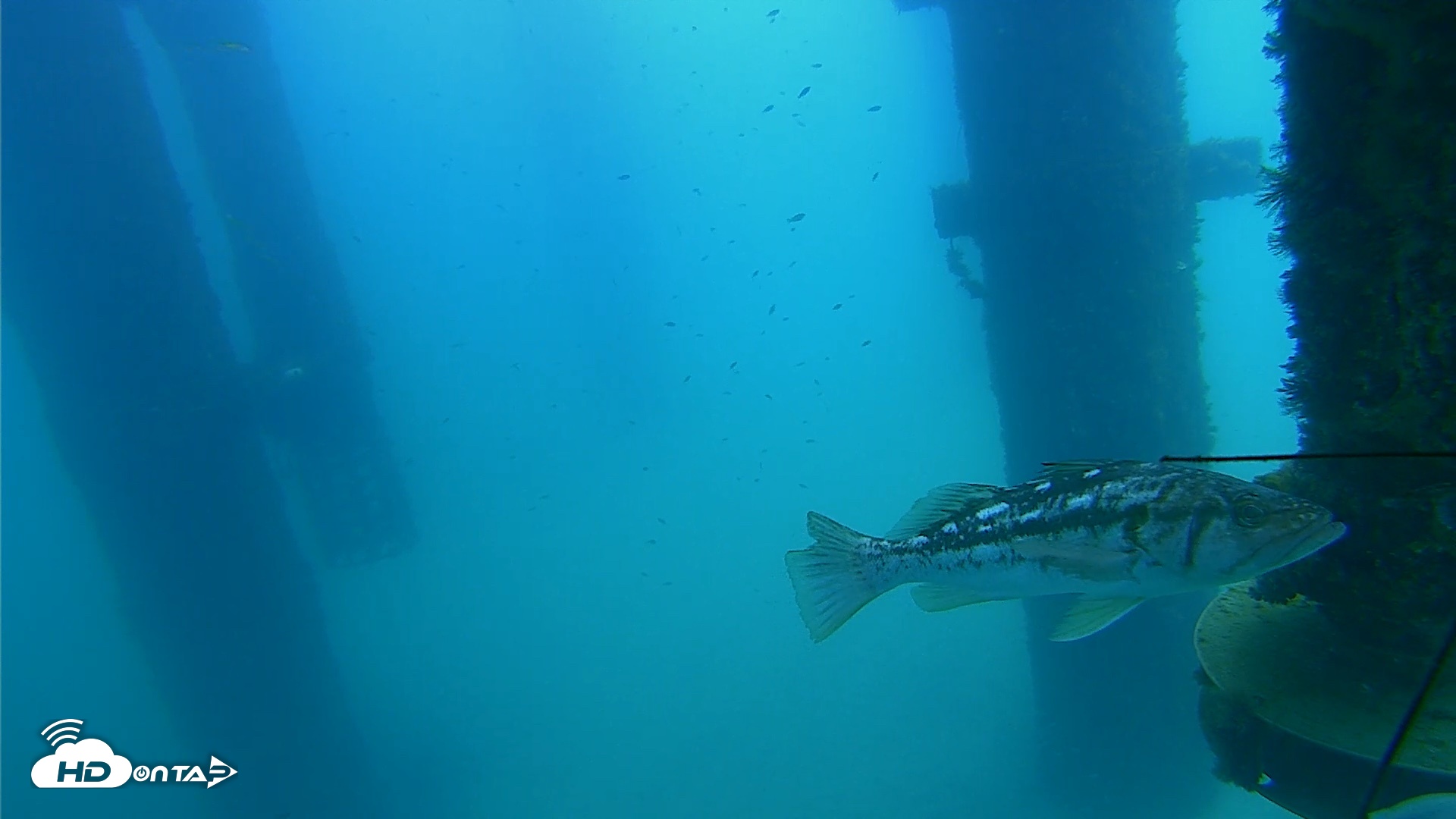 Snapshot of Scripps Pier Underwater Live Webcam taken Aug 24, 2026, 12:23pm PDT