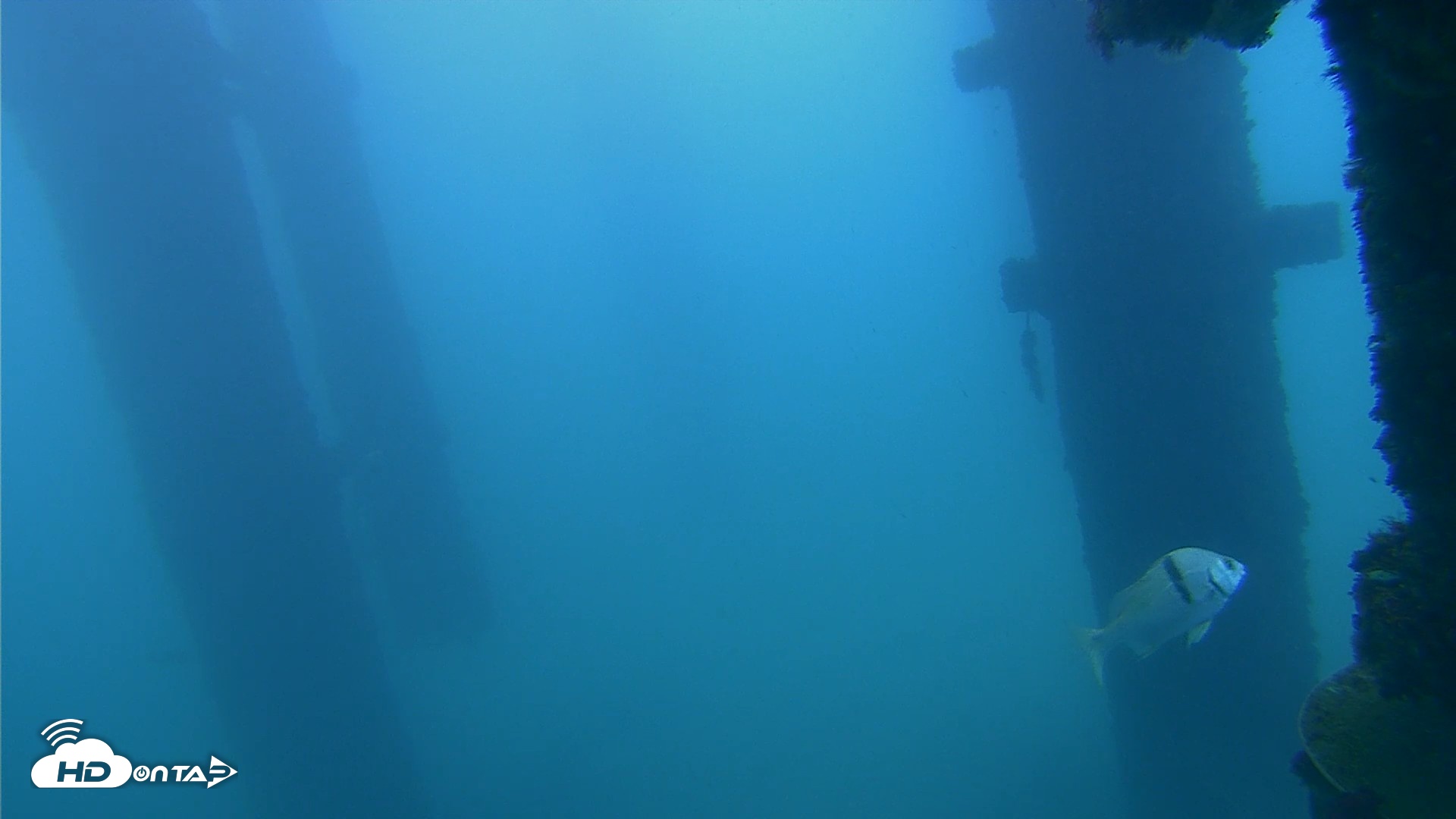 Snapshot of Scripps Pier Underwater Live Webcam taken Sep 16, 2026, 7:32am PDT