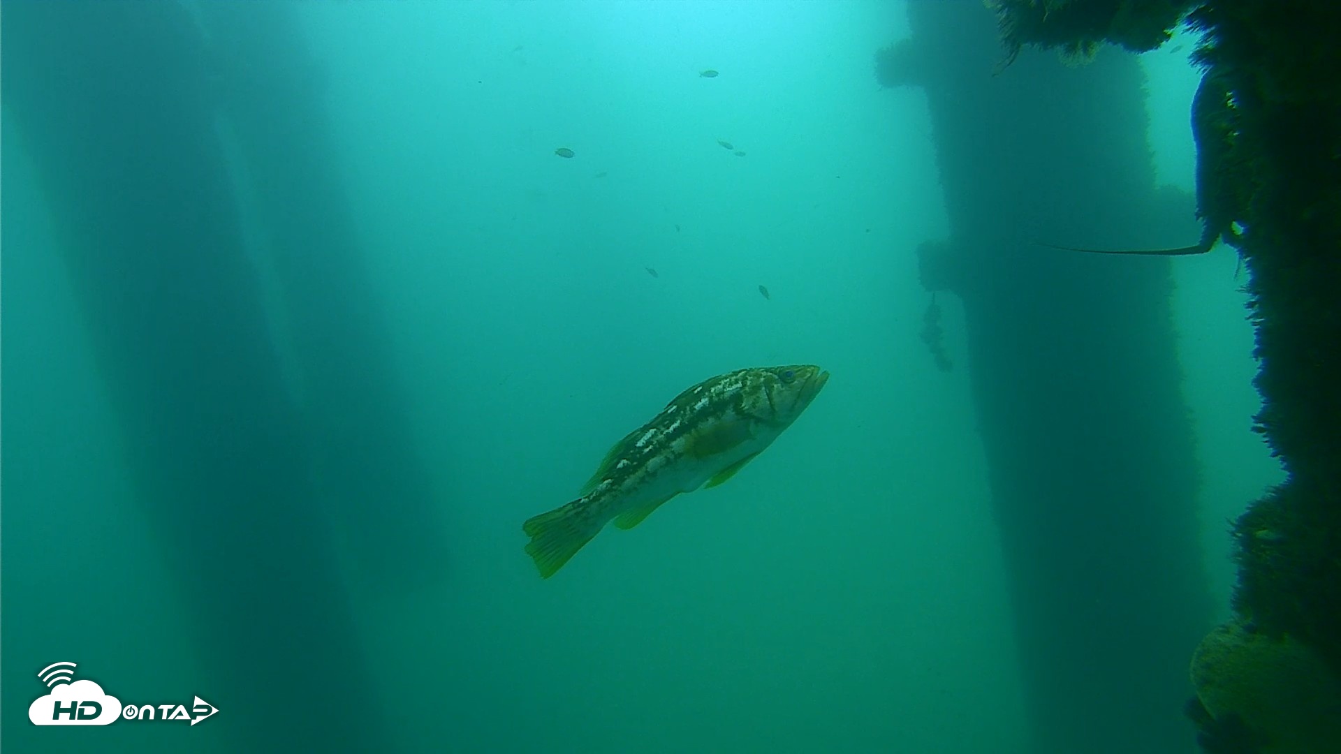 Snapshot of Scripps Pier Underwater Live Webcam taken Sep 18, 2026, 10:44am PDT