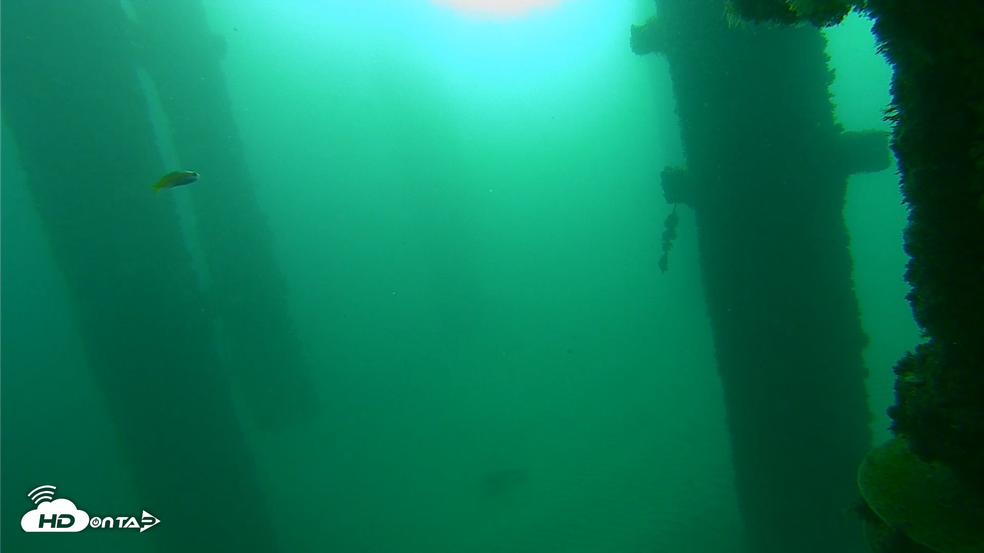 Snapshot of Scripps Pier Underwater Live Webcam taken Oct 9, 2026, 8:23am PDT
