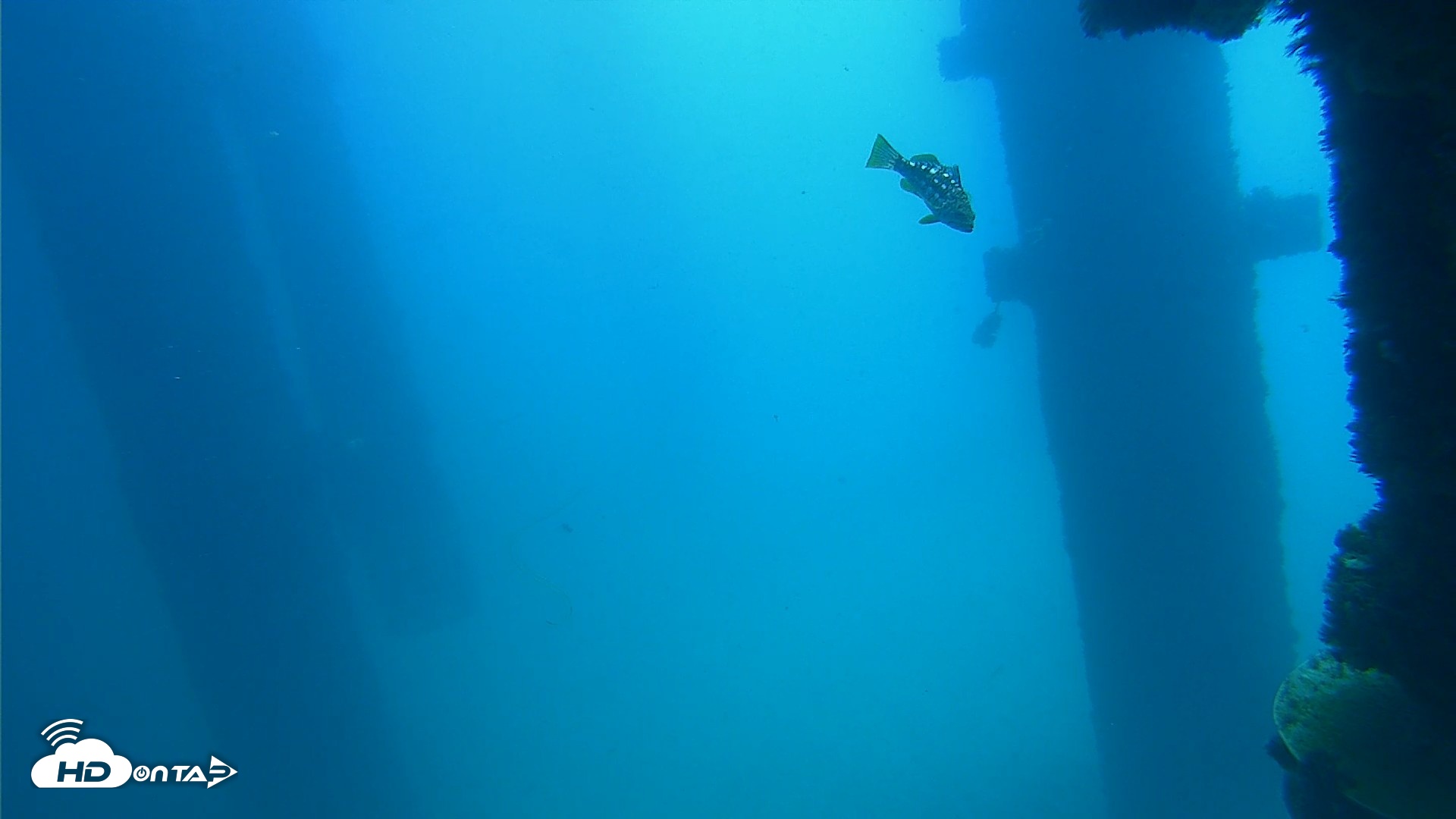 Snapshot of Scripps Pier Underwater Live Webcam taken Sep 19, 2026, 11:51am PDT