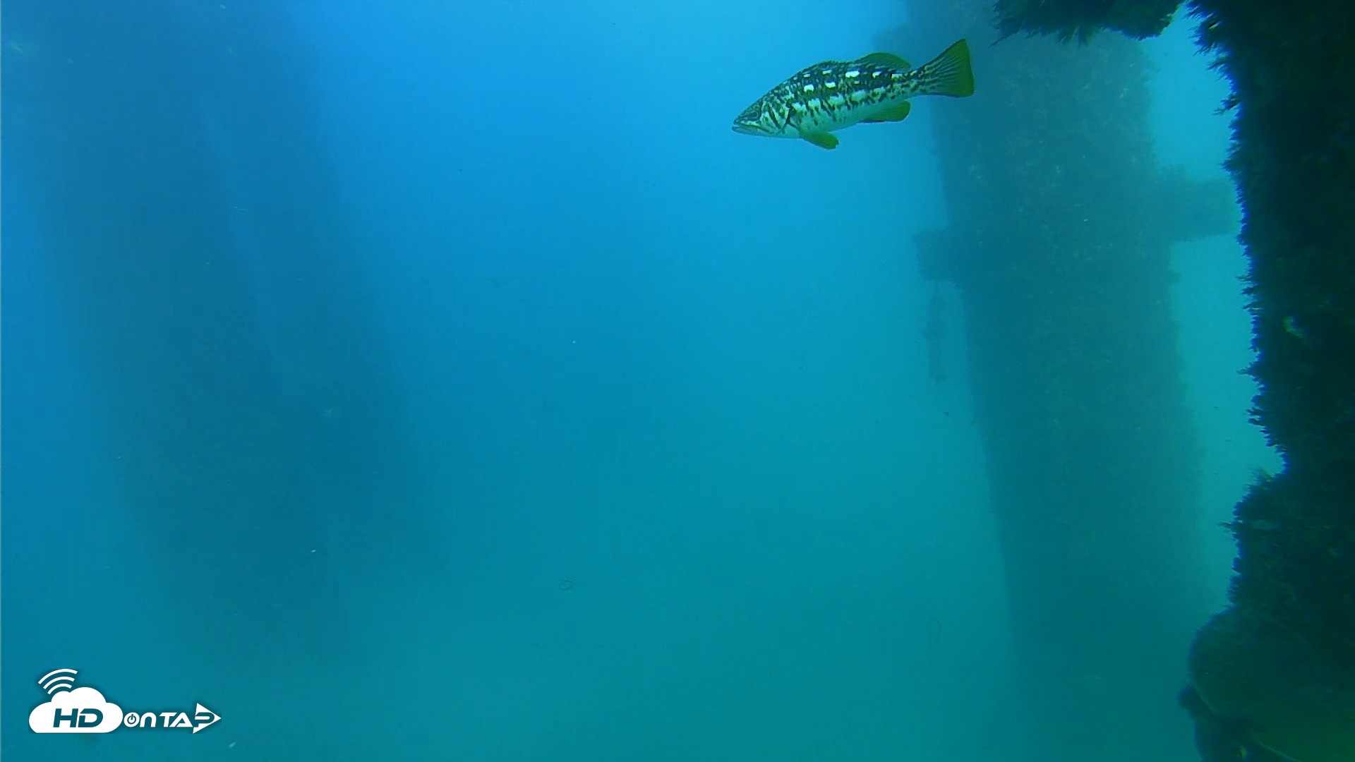 Snapshot of Scripps Pier Underwater Live Webcam taken Sep 19, 2026, 4:53pm PDT