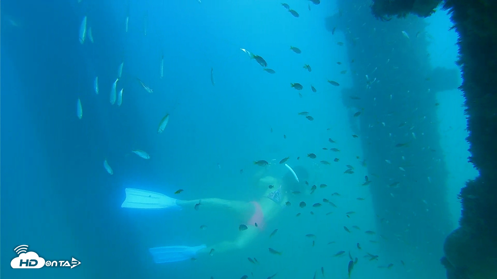 Snapshot of Scripps Pier Underwater Live Webcam taken Sep 16, 2026, 3:43pm PDT