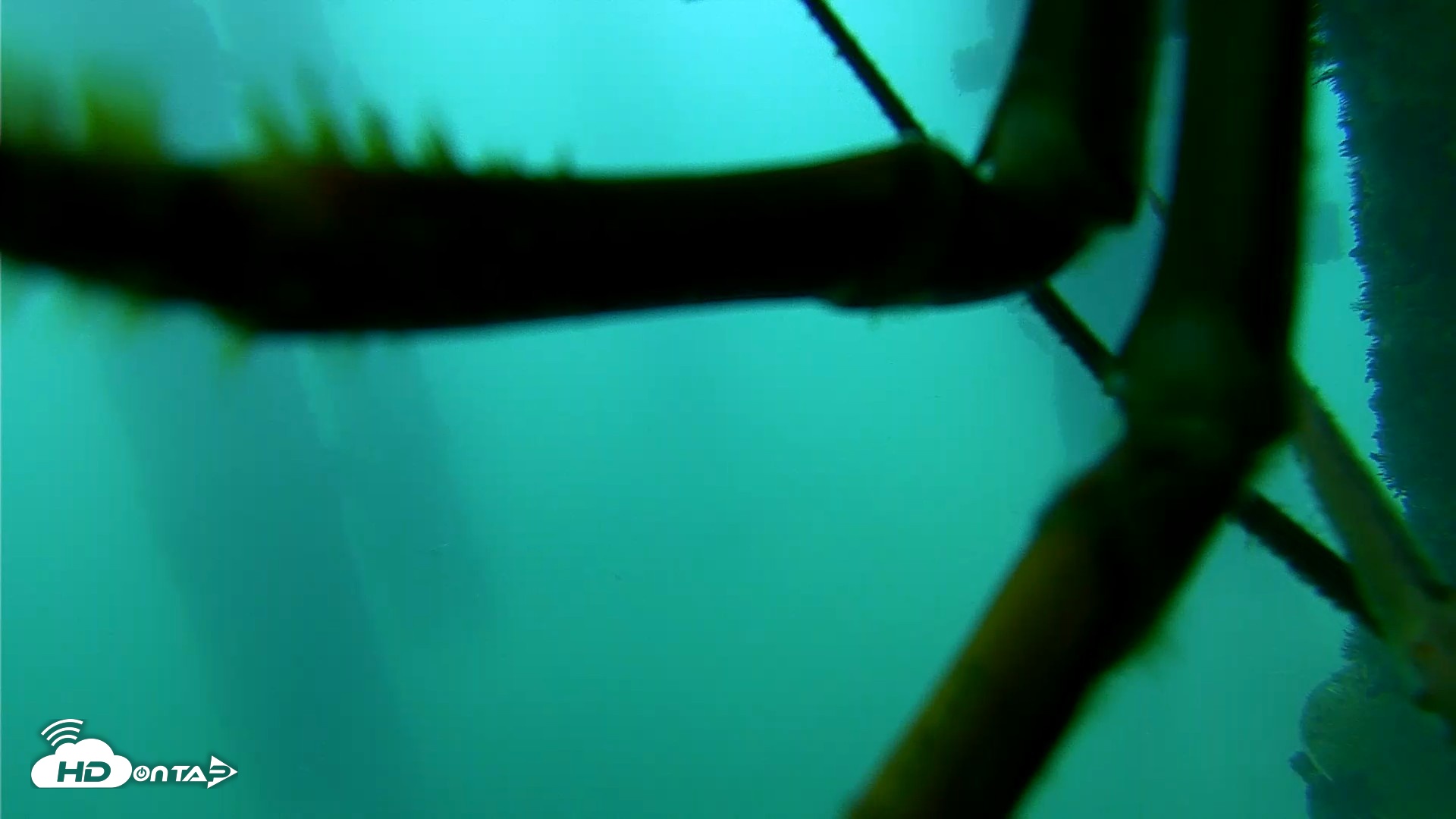 Snapshot of Scripps Pier Underwater Live Webcam taken Sep 16, 2026, 7:28am PDT