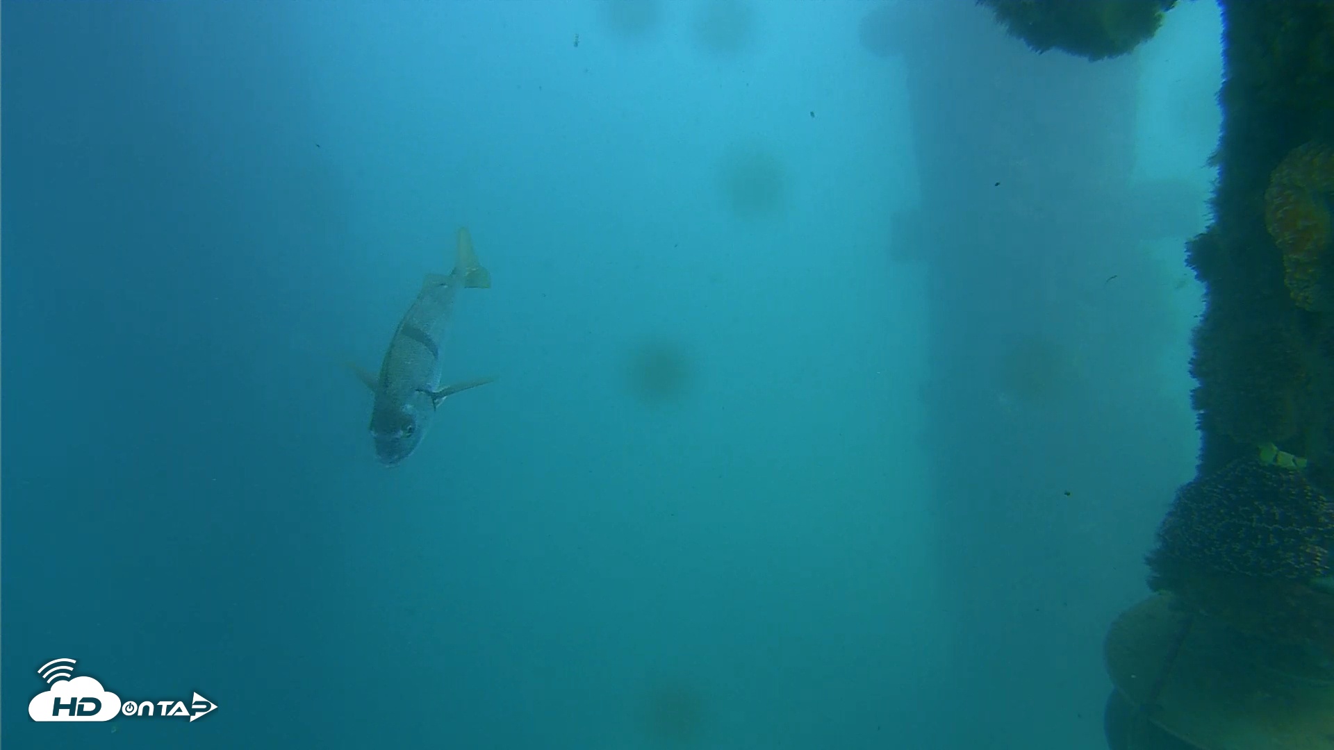 Snapshot of Scripps Pier Underwater Live Webcam taken Oct 5, 2025, 3:04pm PDT