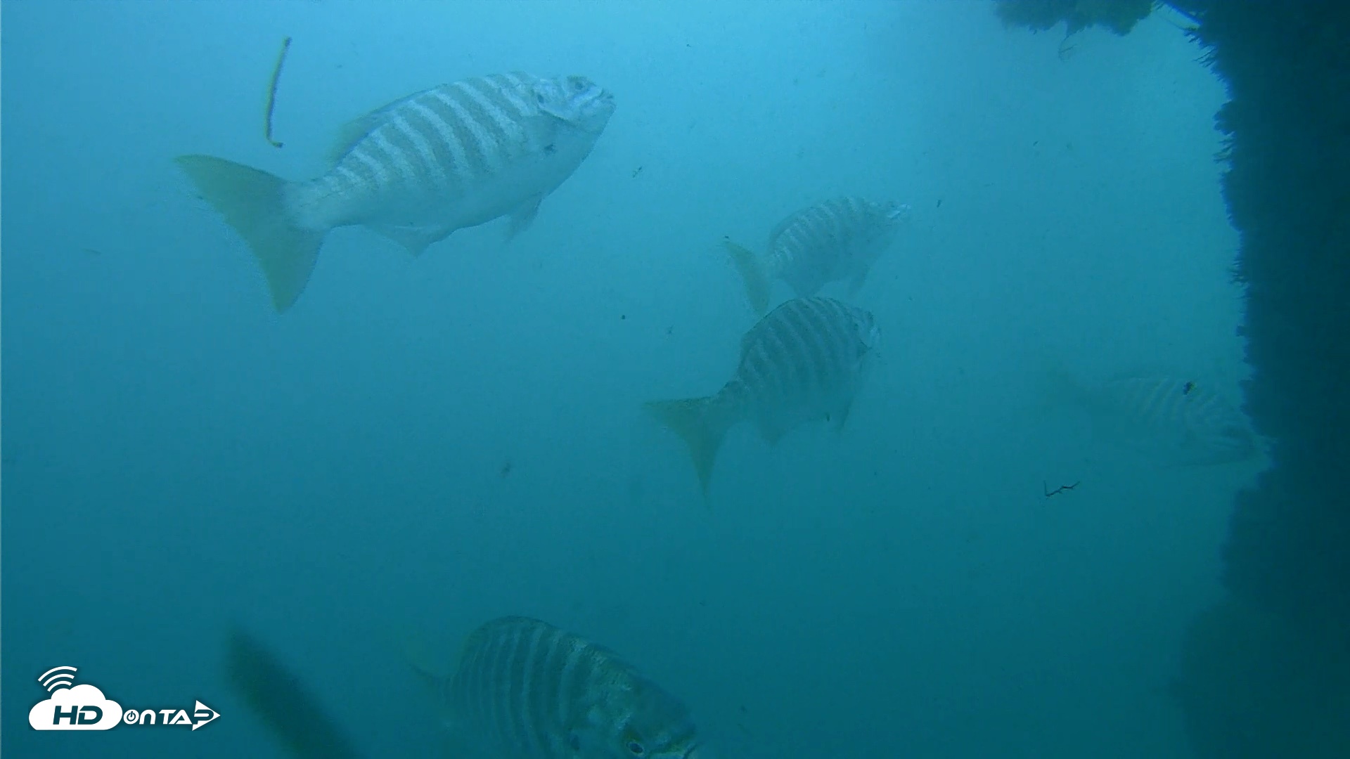 Snapshot of Scripps Pier Underwater Live Webcam taken Oct 11, 2026, 3:28pm PDT