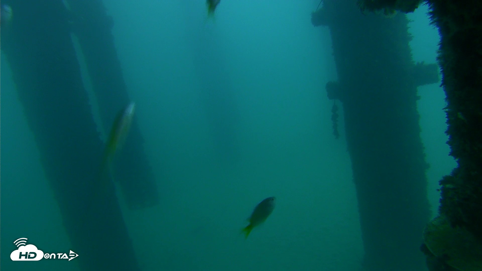 Snapshot of Scripps Pier Underwater Live Webcam taken Sep 22, 2026, 6:52am PDT