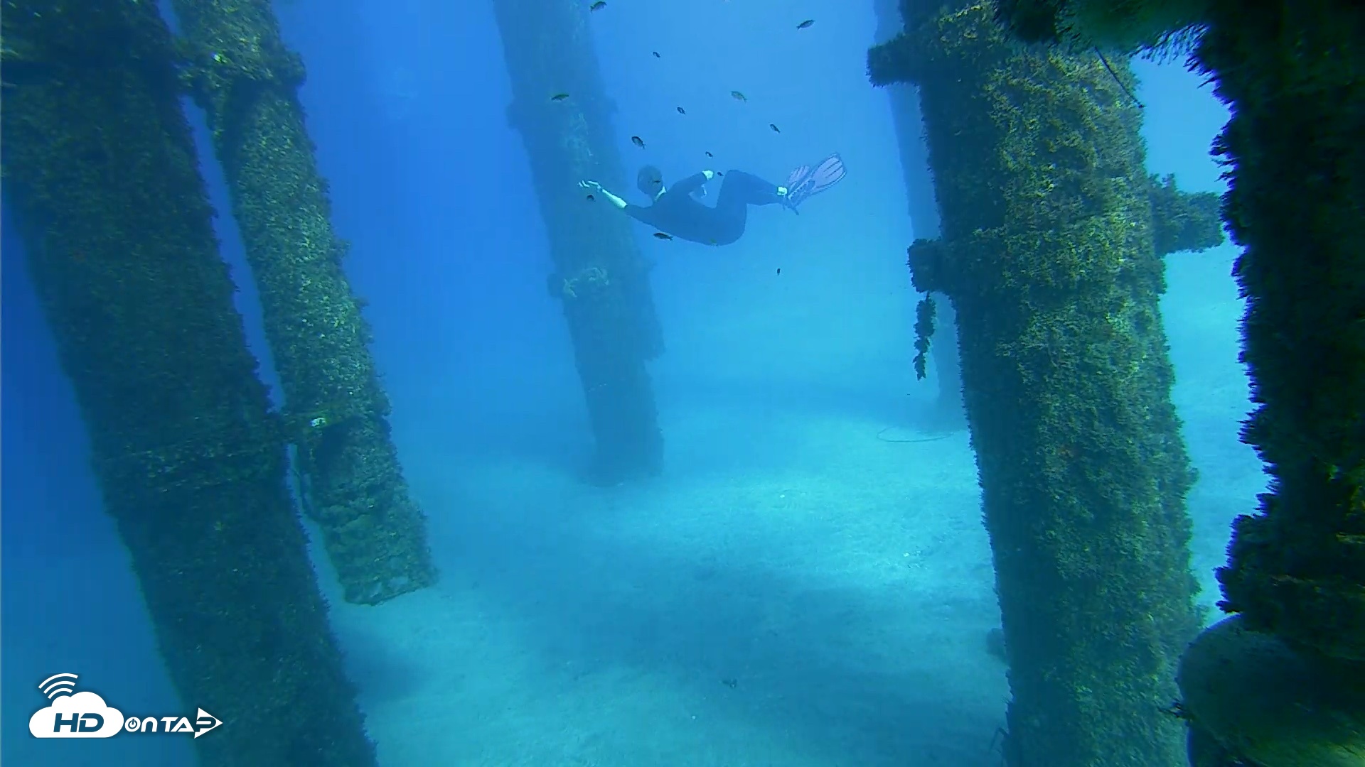 Snapshot of Scripps Pier Underwater Live Webcam taken Oct 18, 2026, 3:39pm PDT